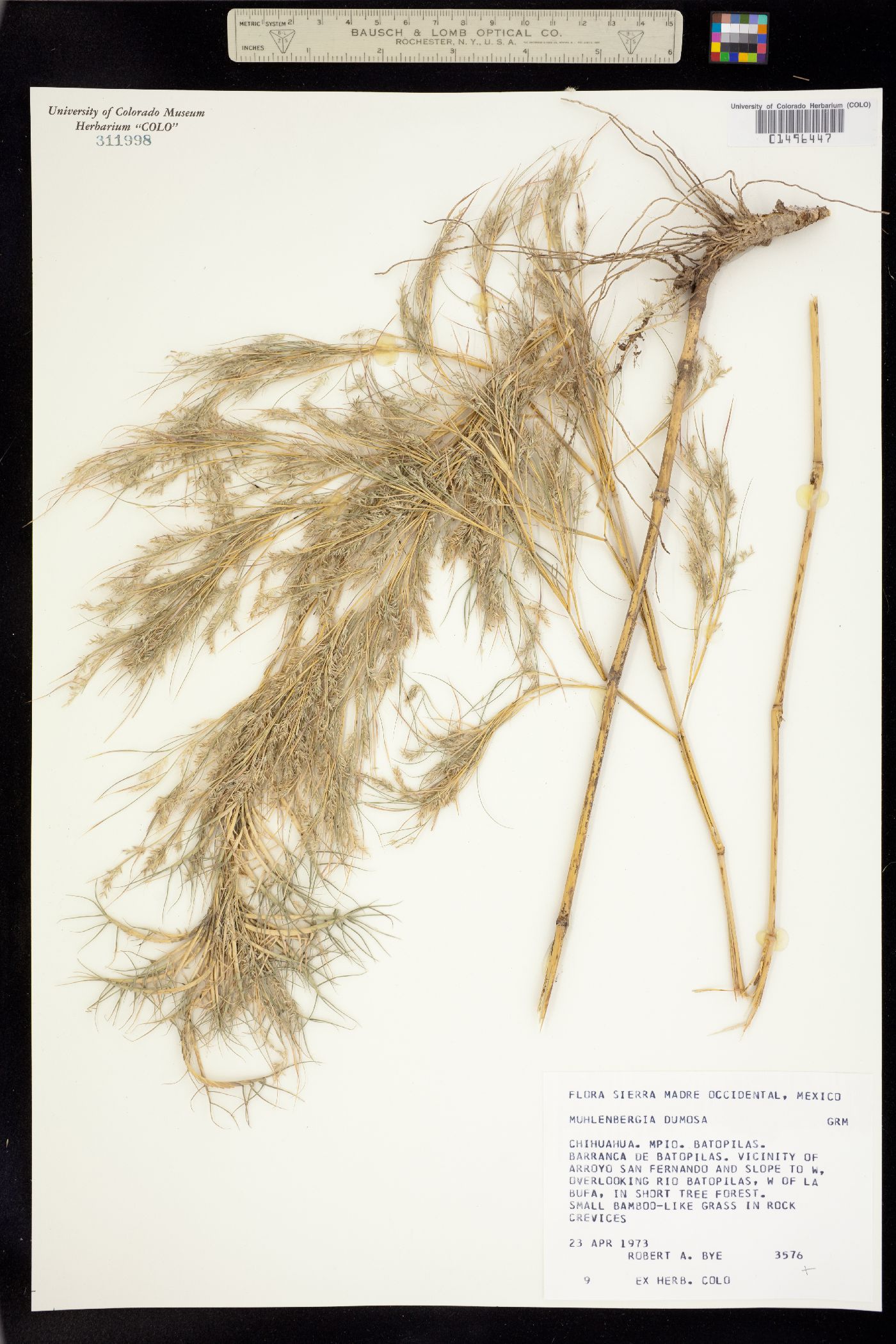 Muhlenbergia dumosa image