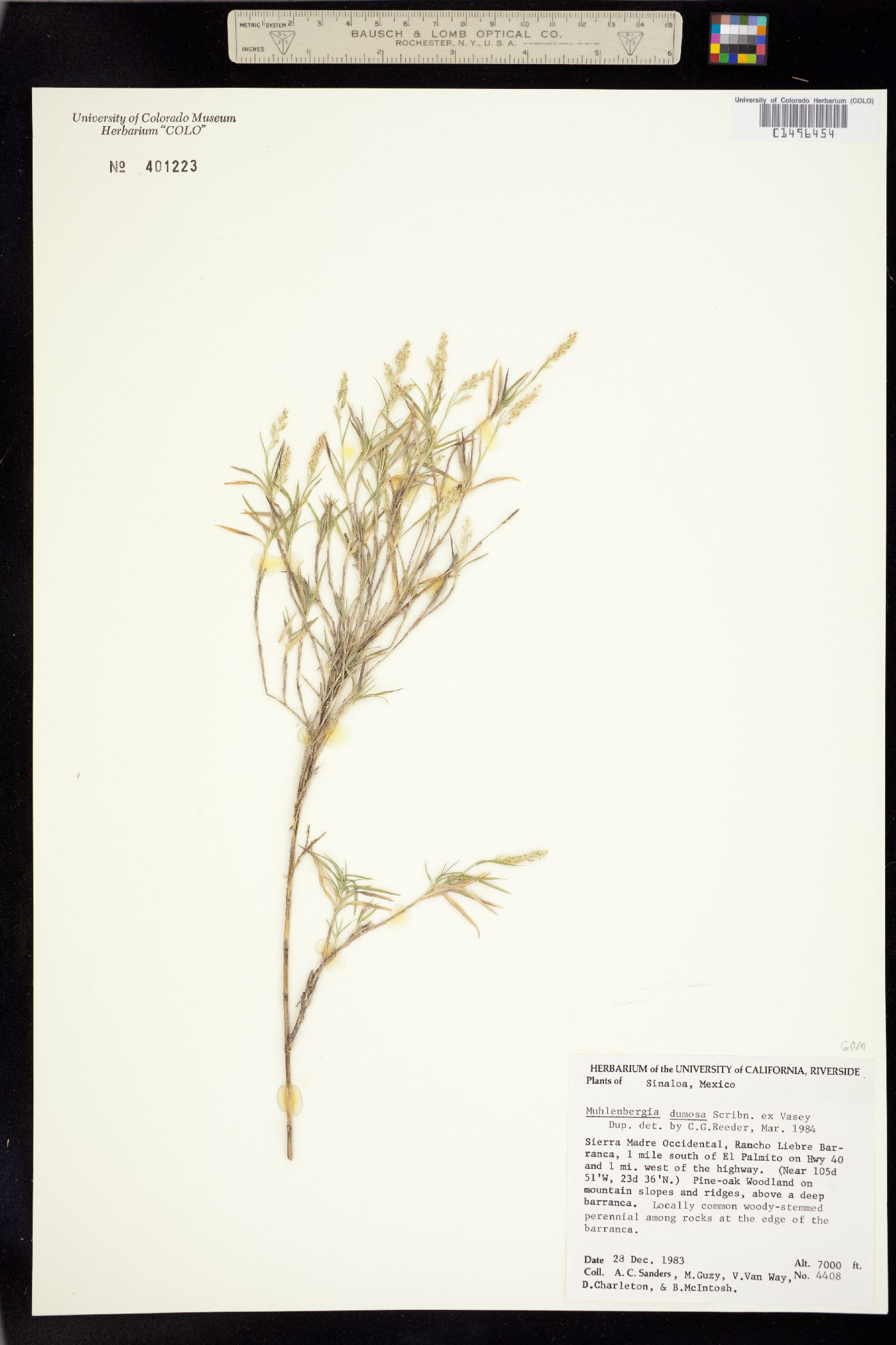Muhlenbergia dumosa image