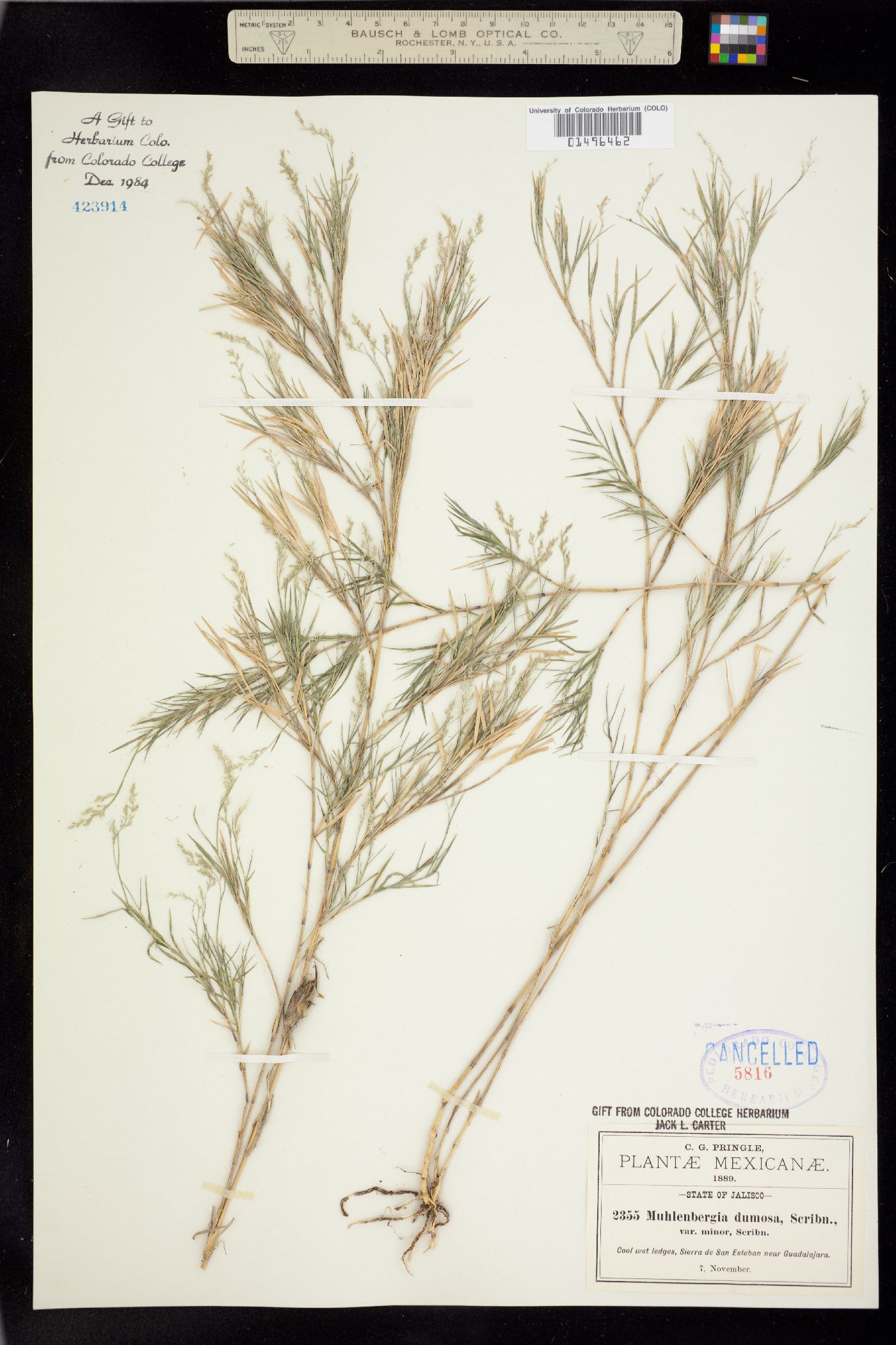 Muhlenbergia dumosa image