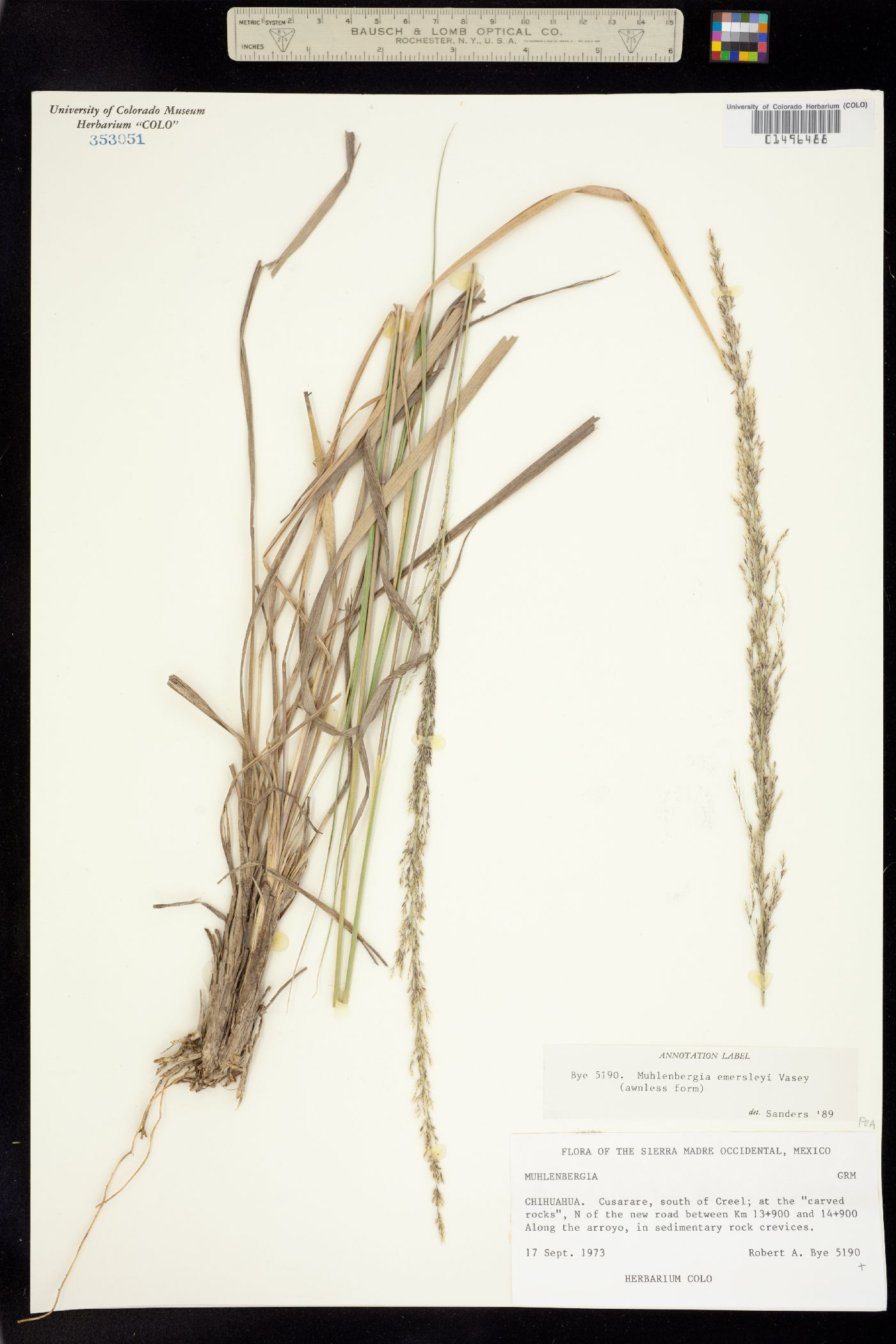 Muhlenbergia emersleyi image