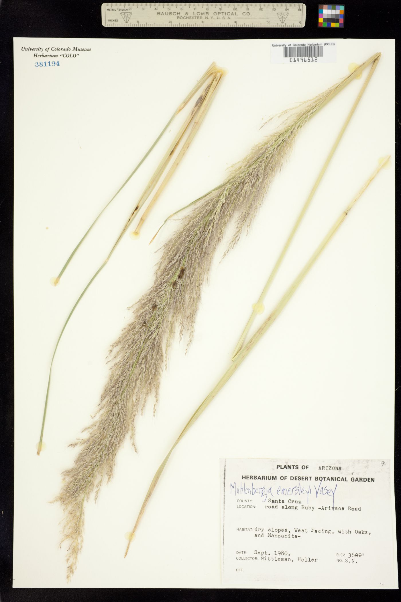 Muhlenbergia emersleyi image