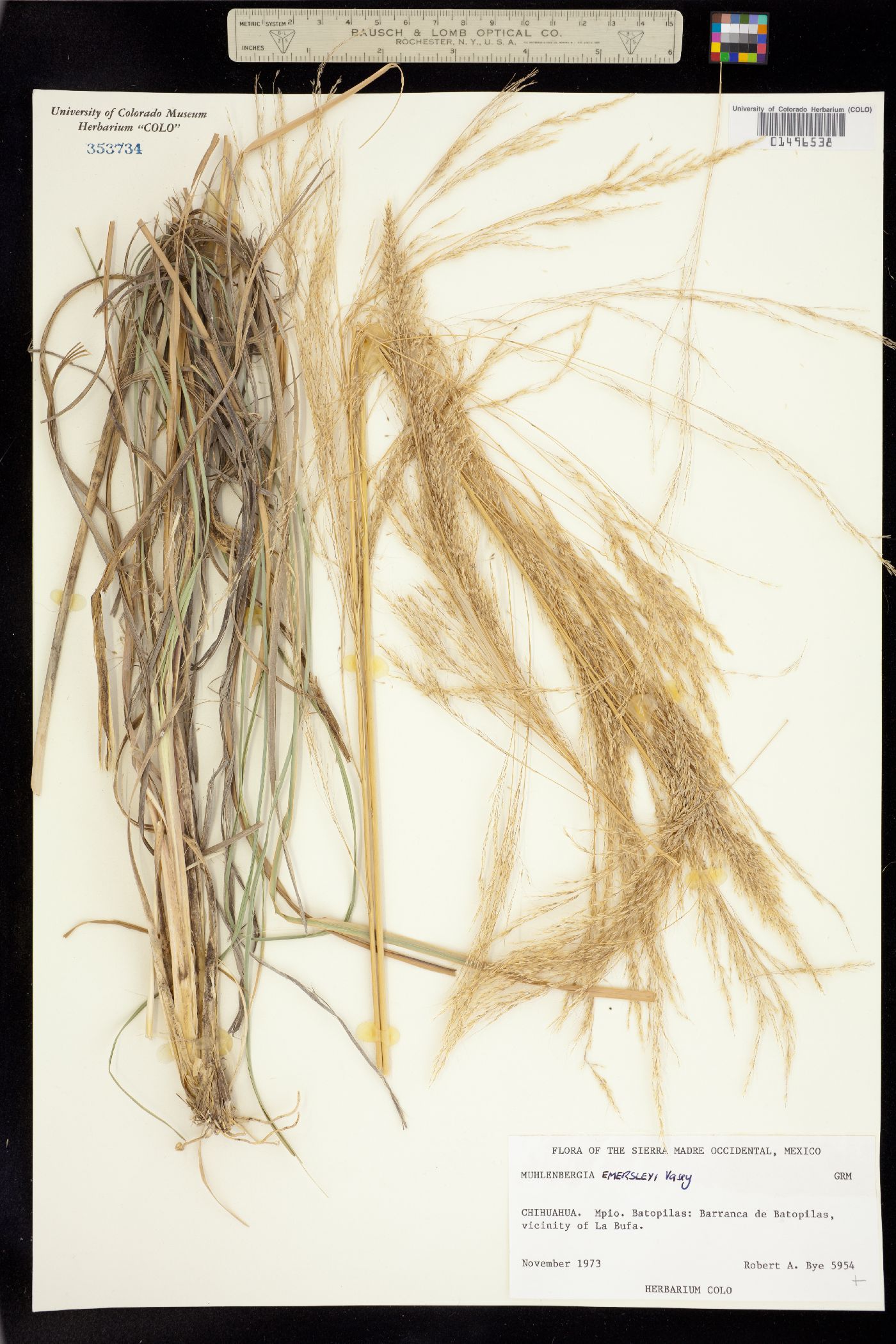 Muhlenbergia image