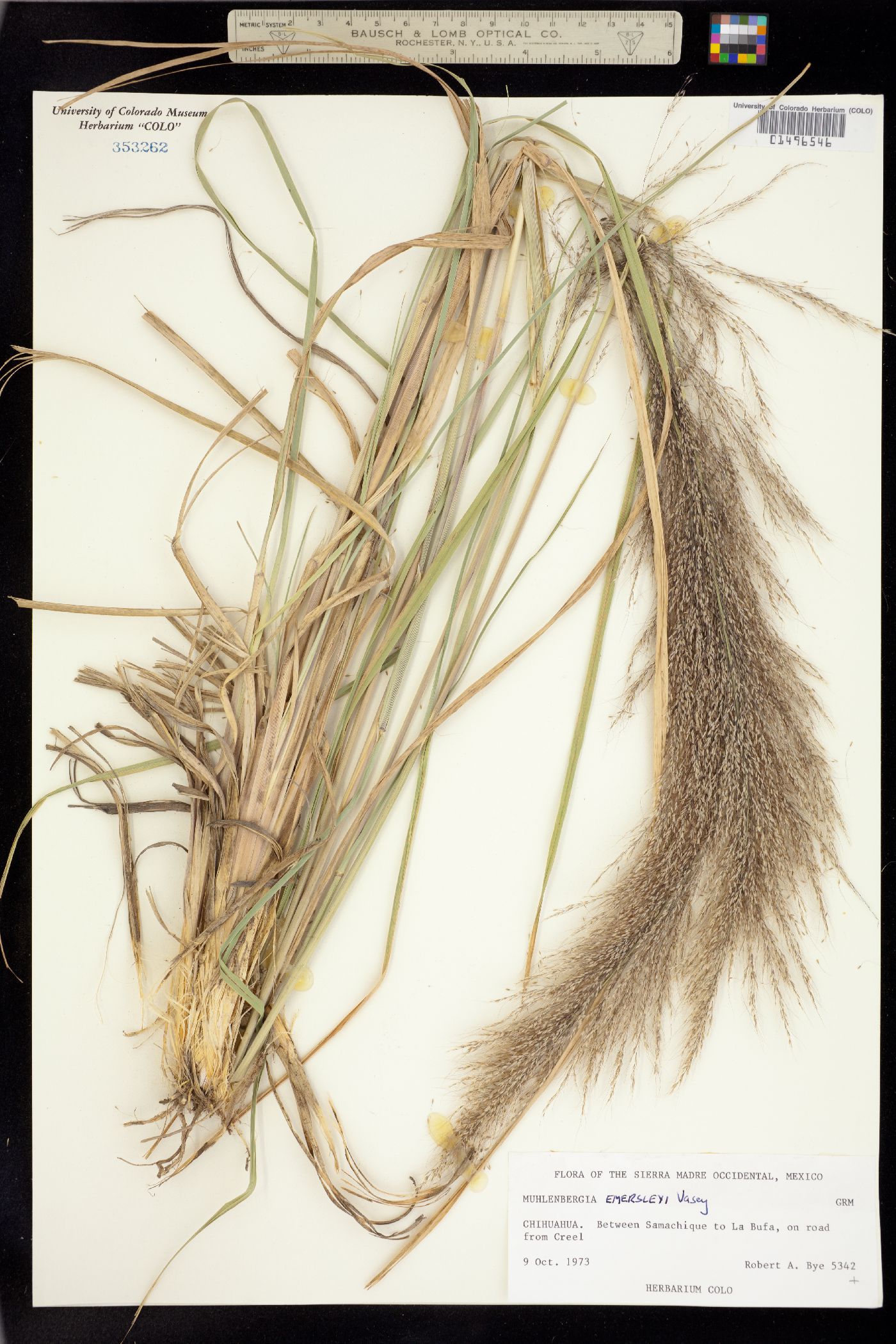 Muhlenbergia emersleyi image