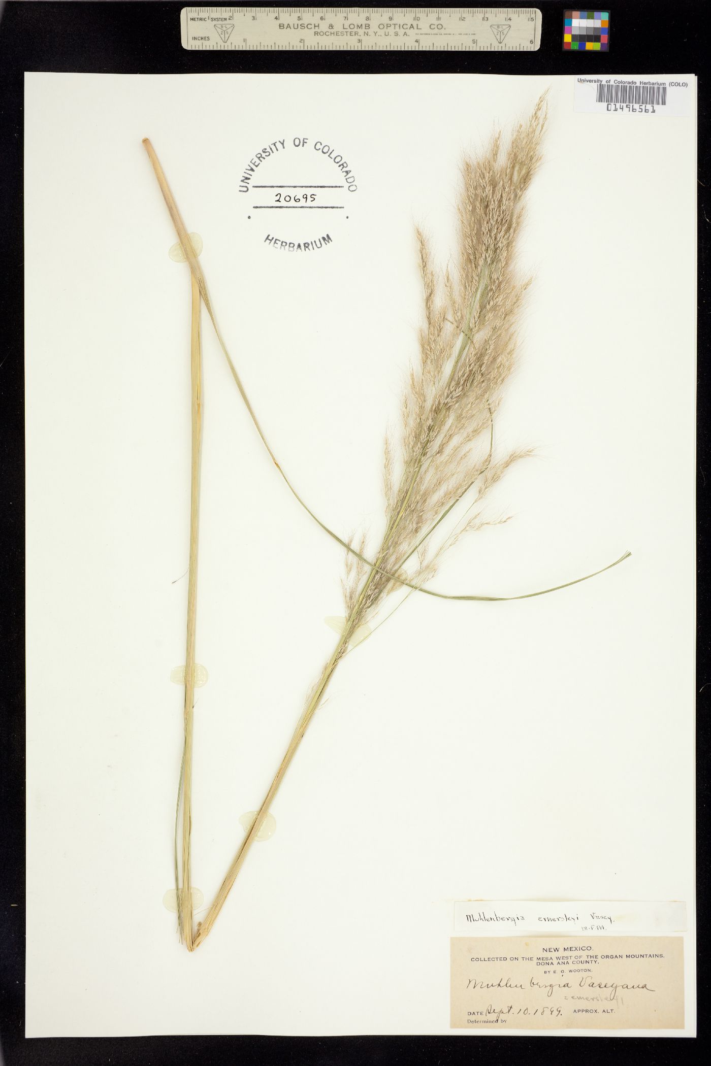 Muhlenbergia emersleyi image