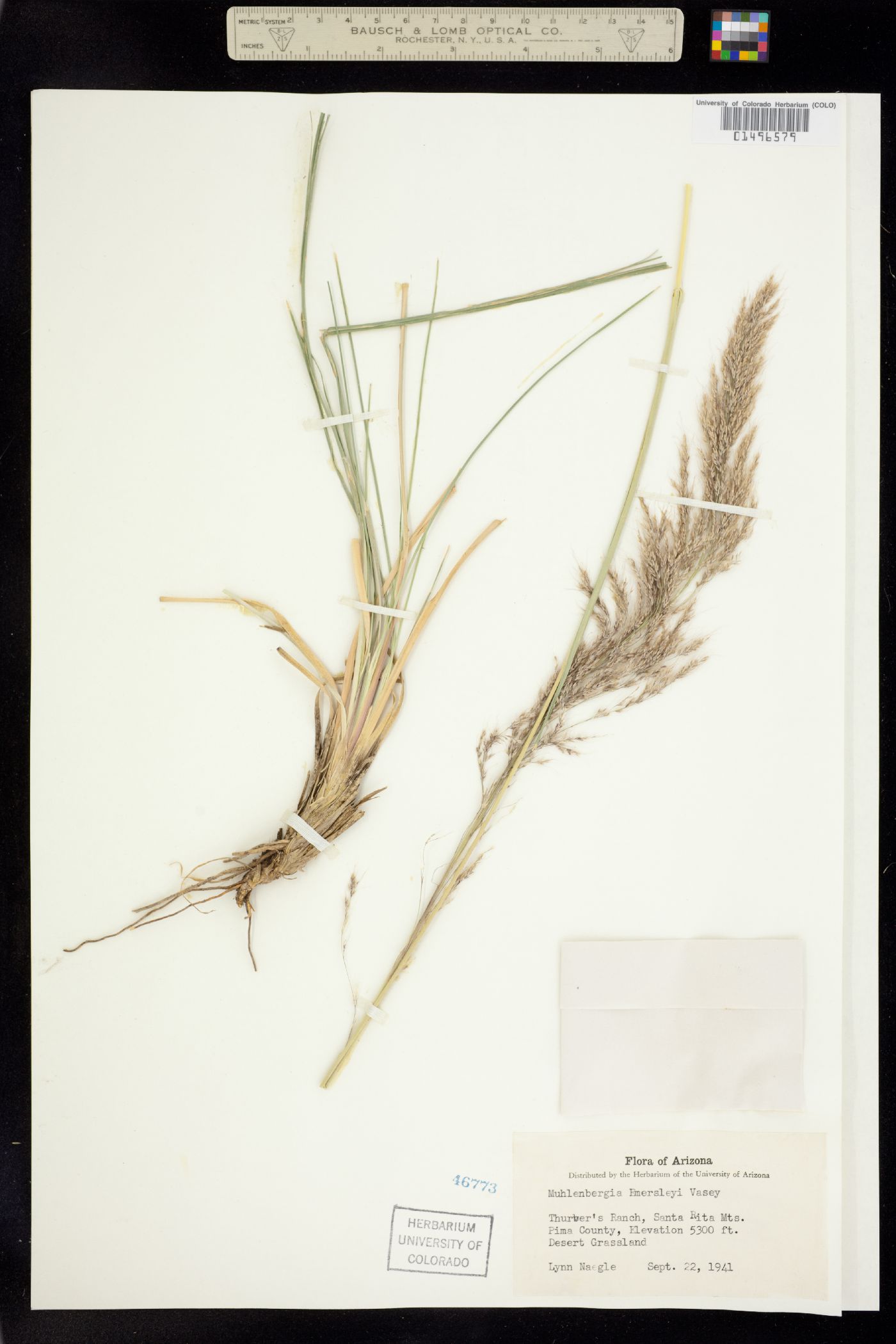 Muhlenbergia emersleyi image
