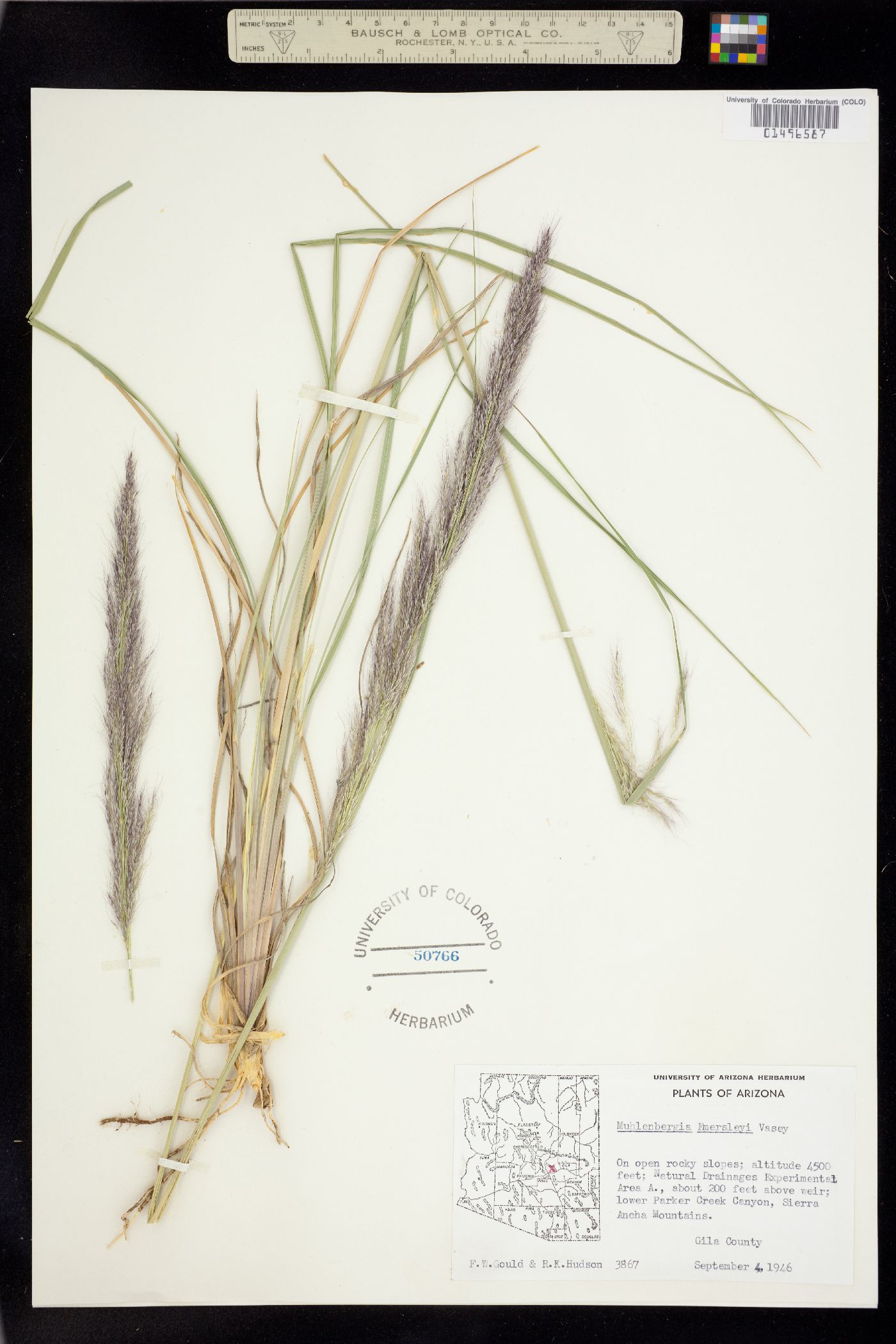 Muhlenbergia emersleyi image