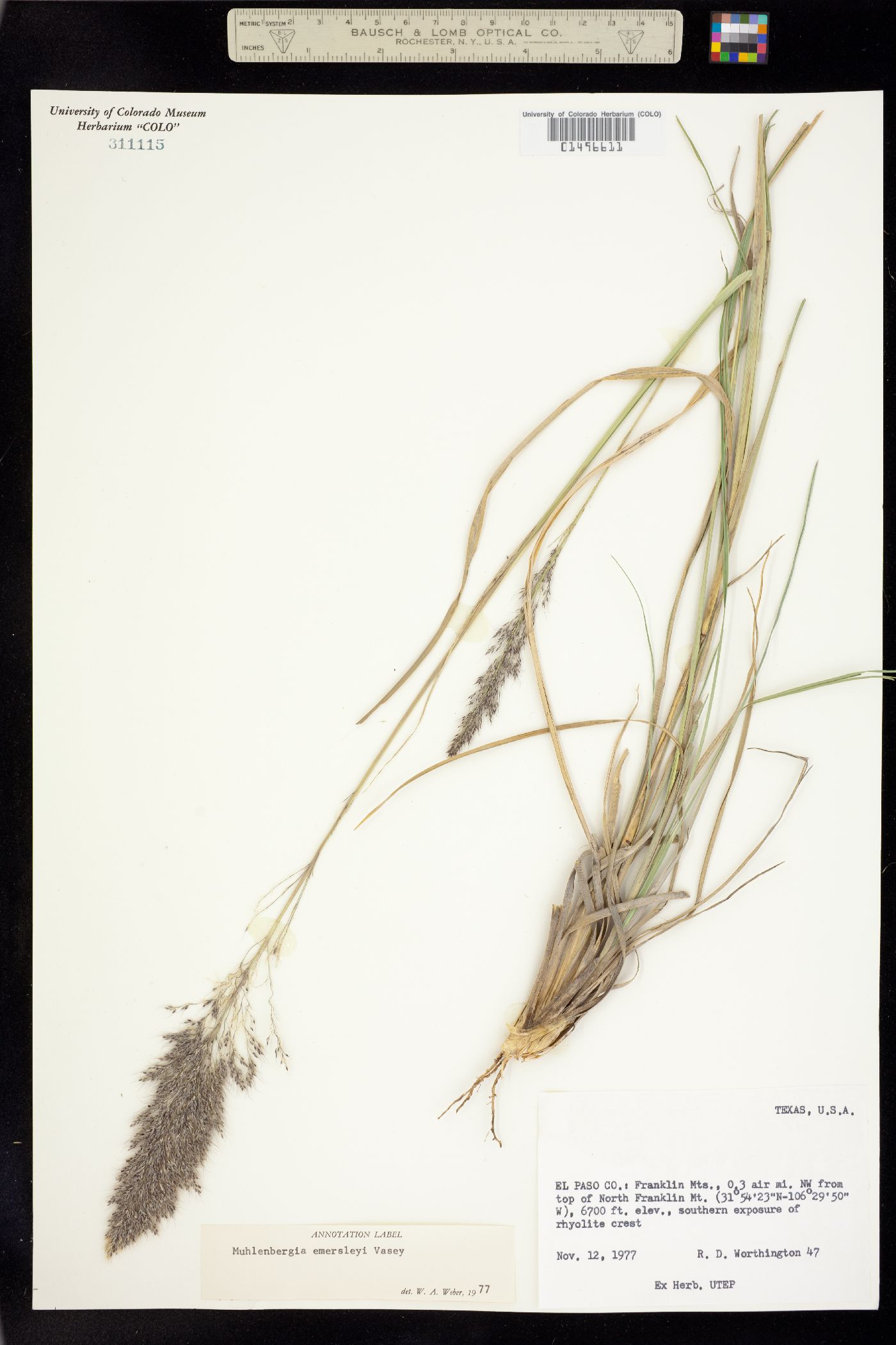 Muhlenbergia emersleyi image