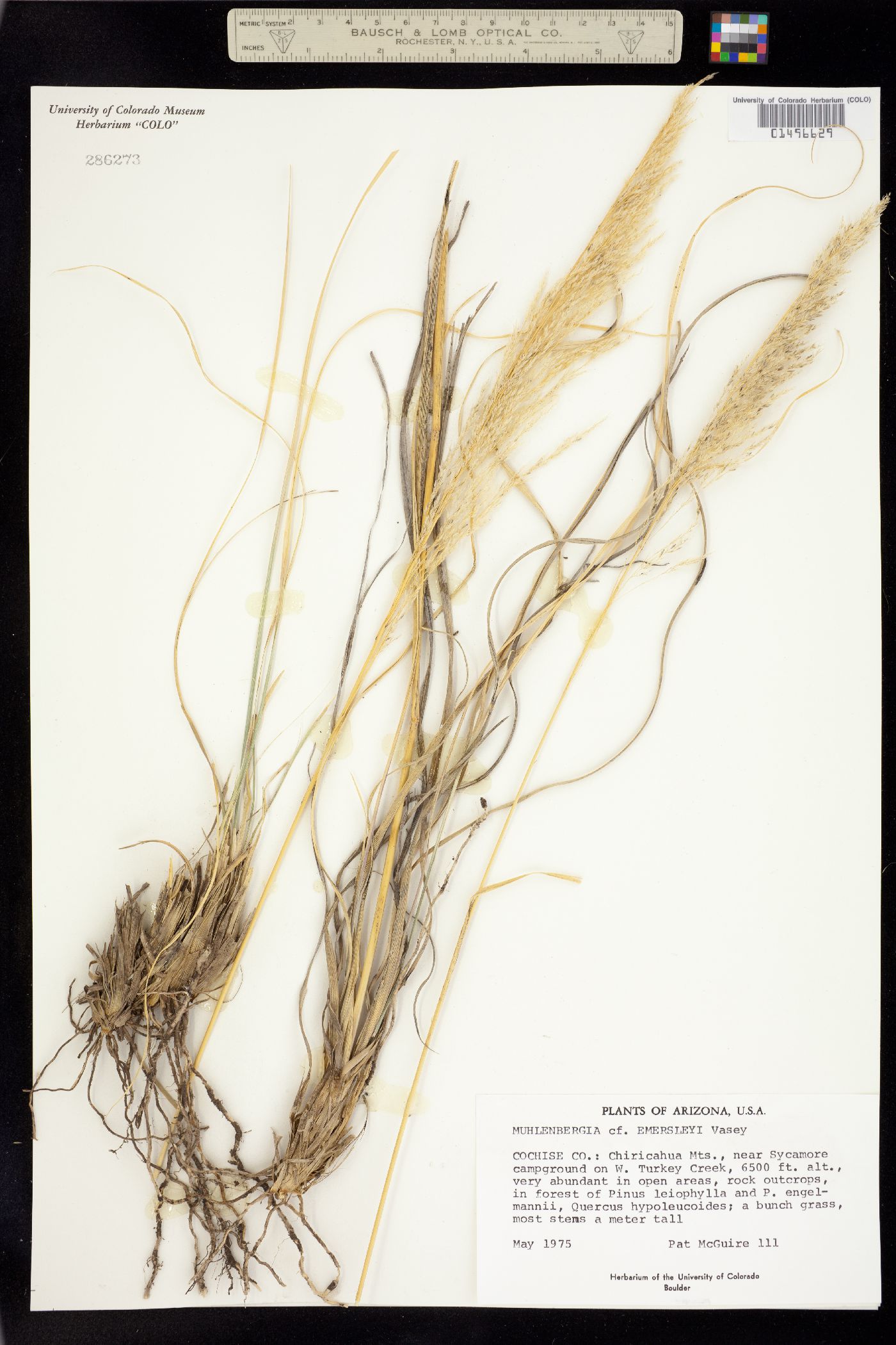 Muhlenbergia emersleyi image