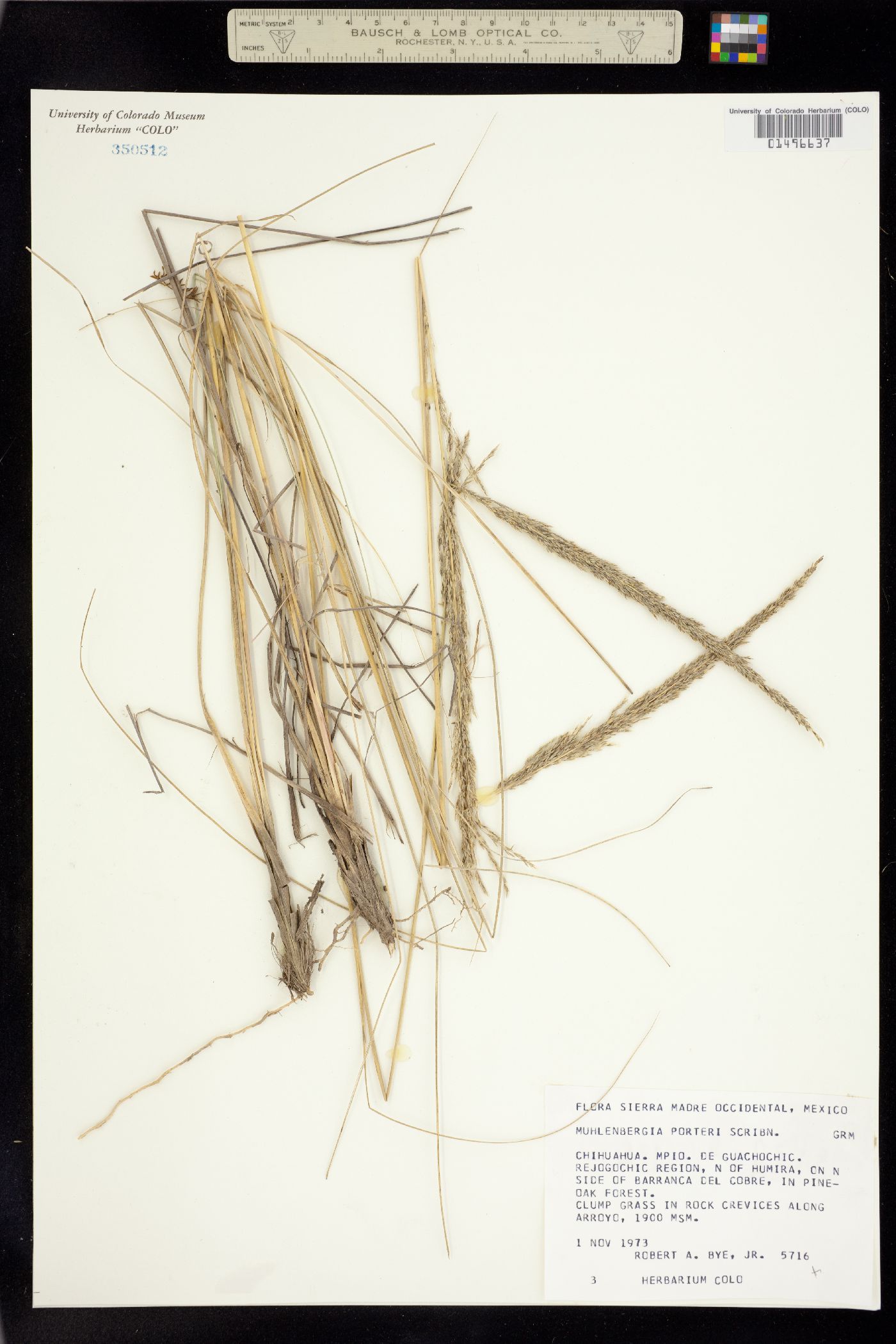 Muhlenbergia emersleyi image