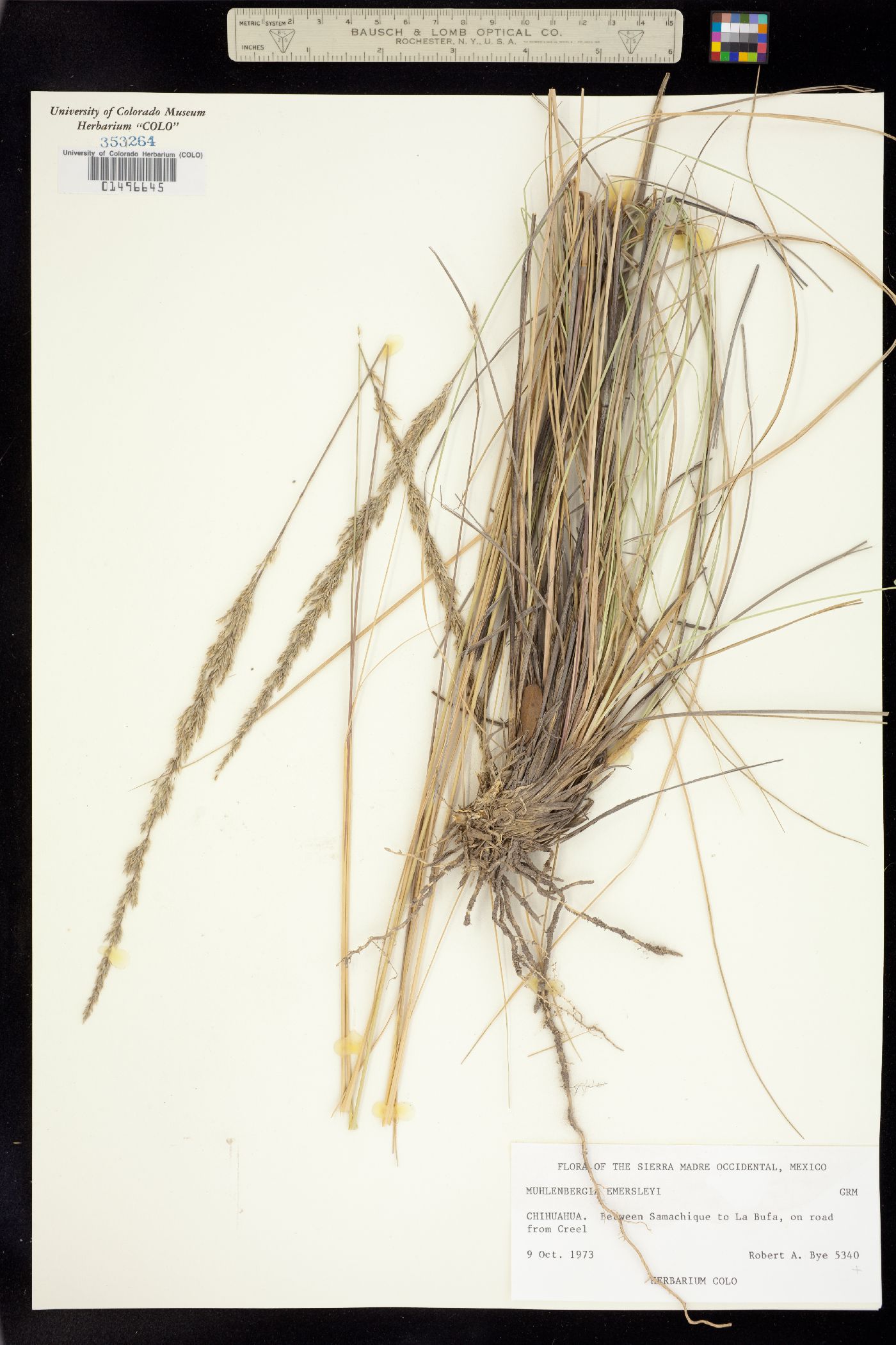 Muhlenbergia emersleyi image