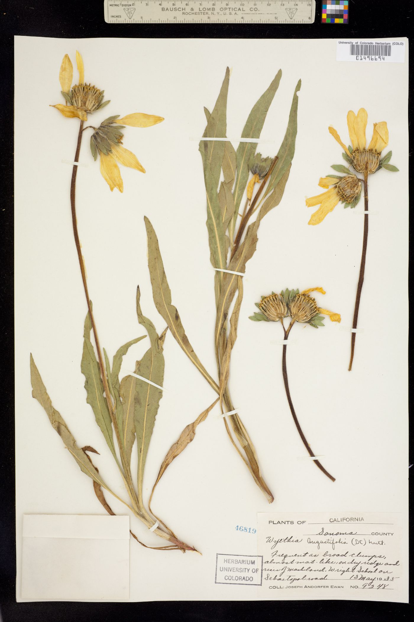 Wyethia angustifolia image