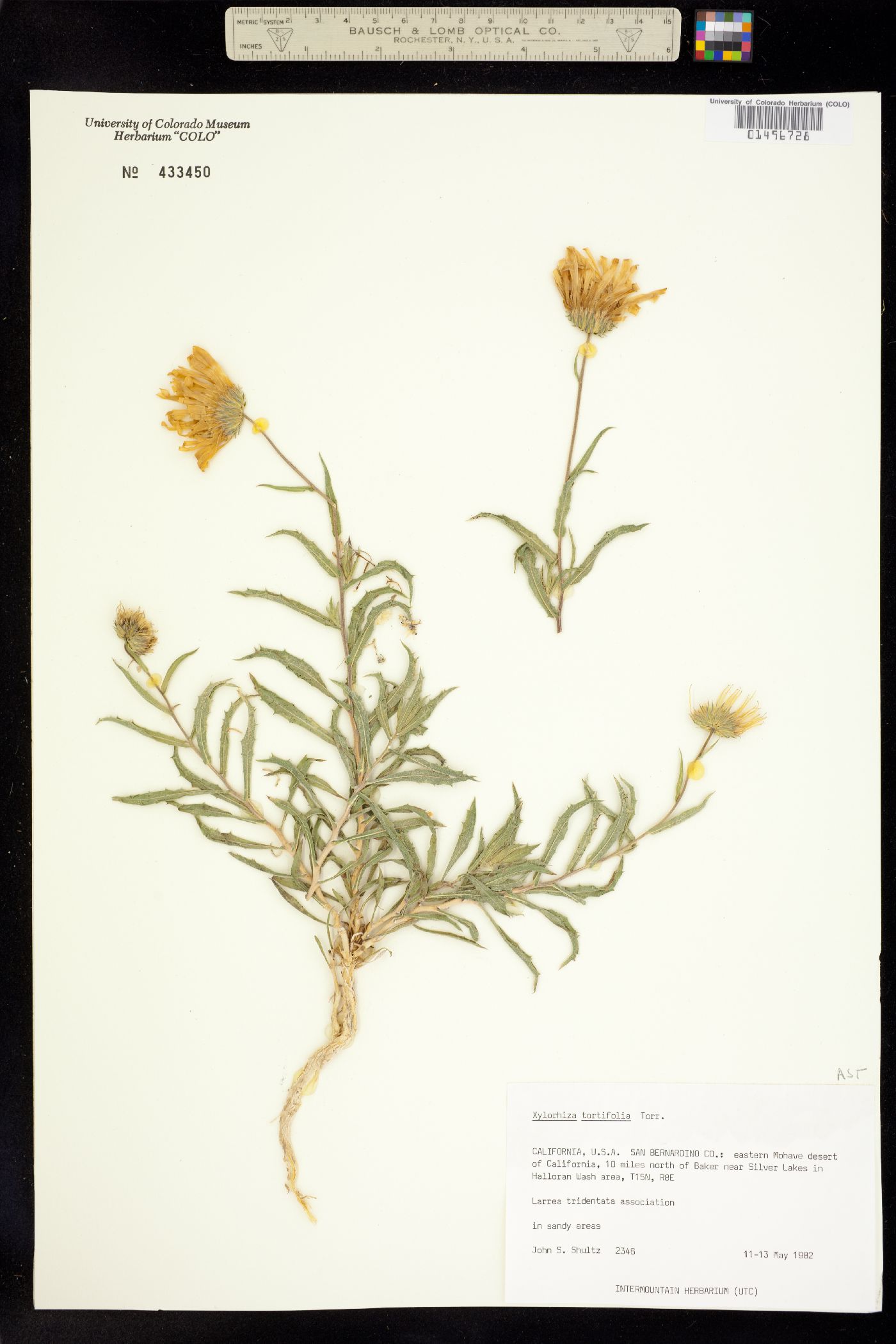 Xylorhiza tortifolia image