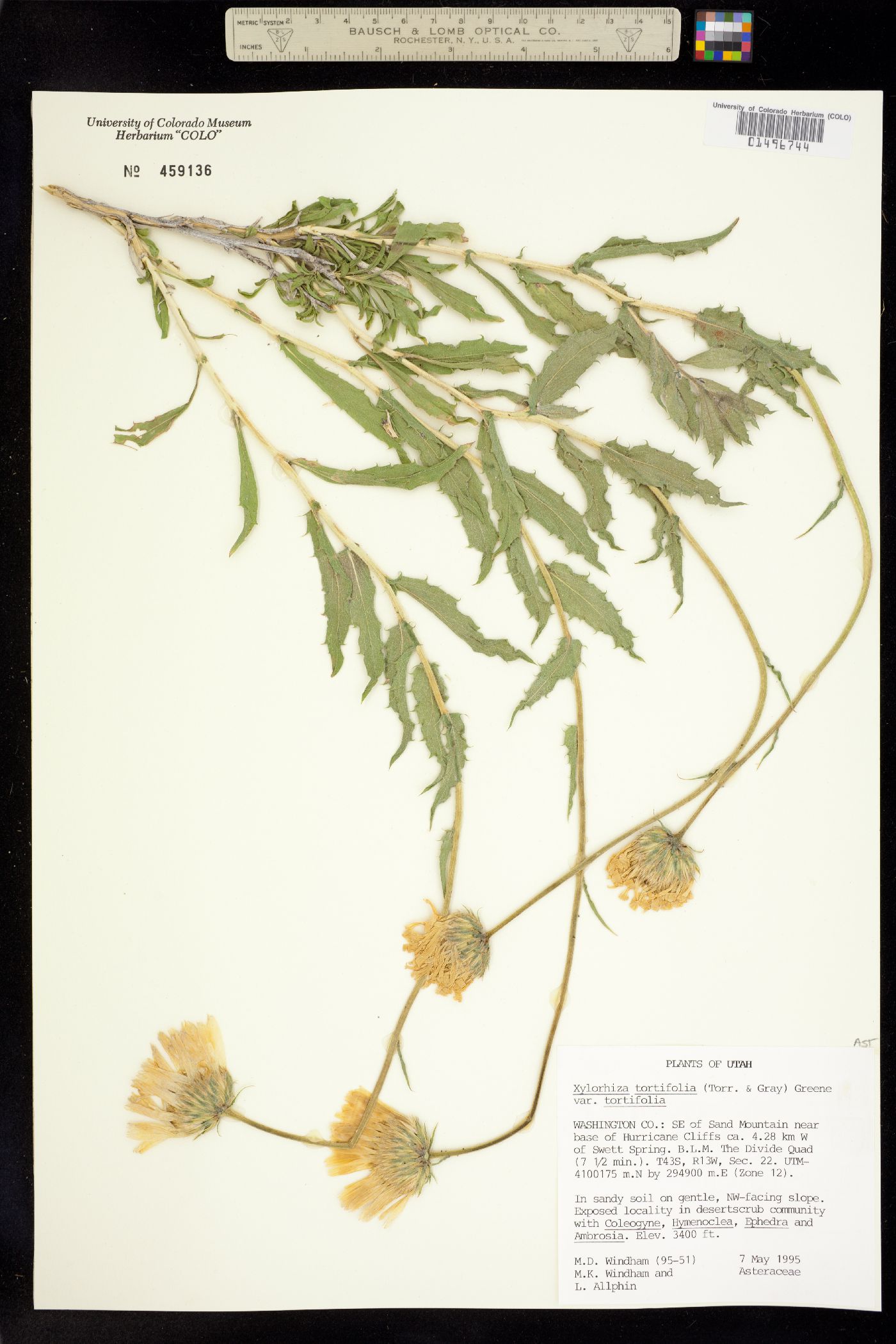 Xylorhiza tortifolia image