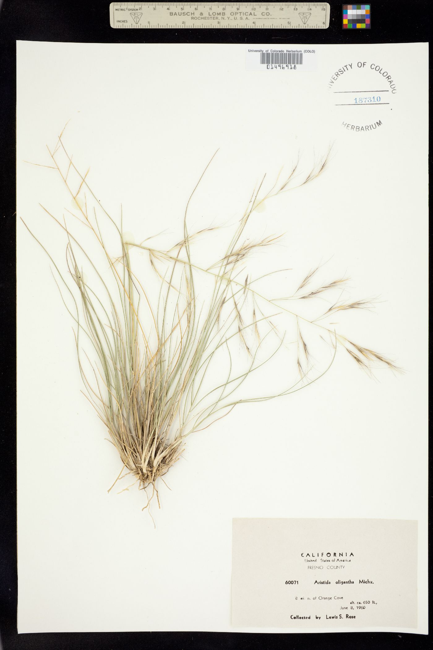 Aristida oligantha image