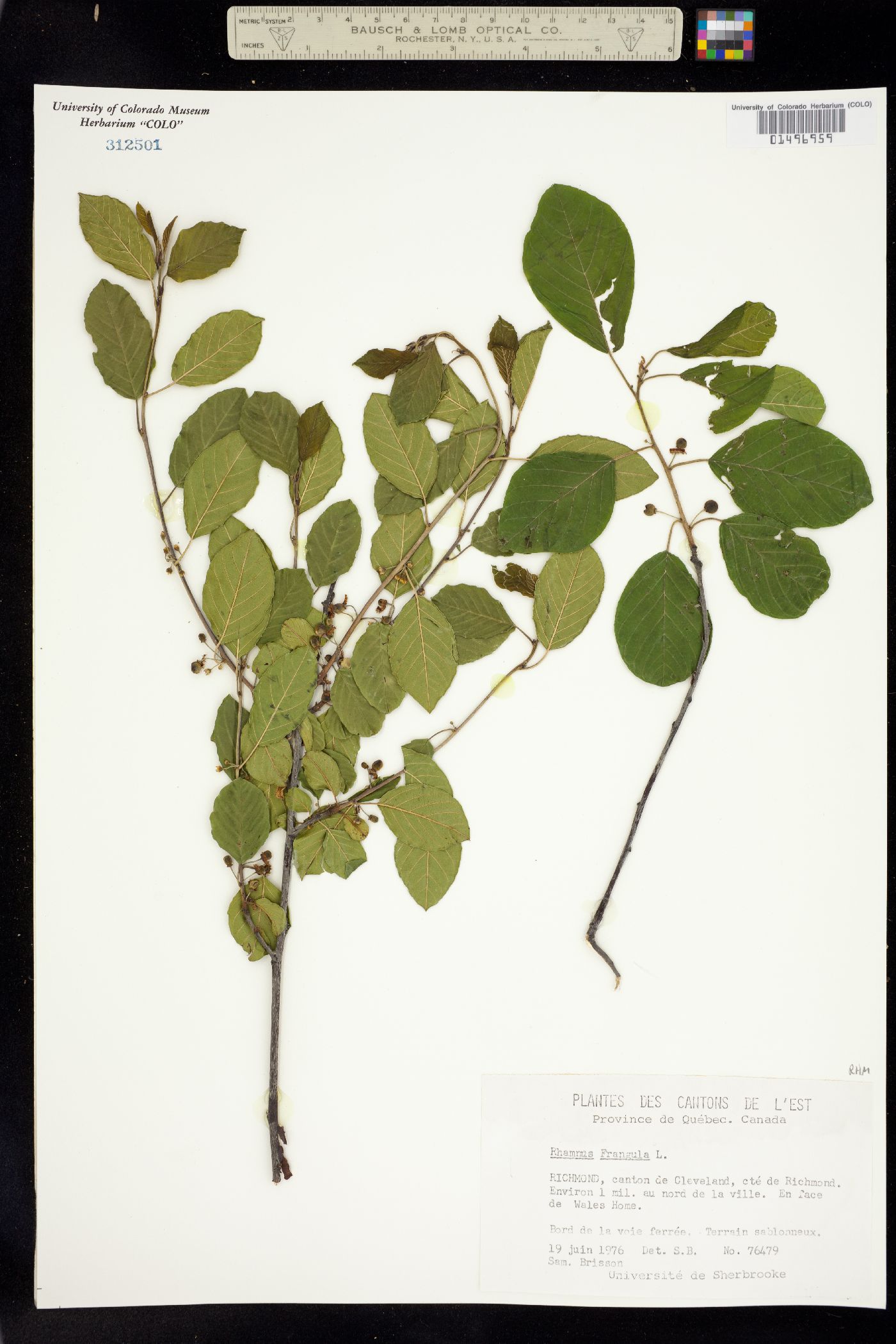 Rhamnus frangula image