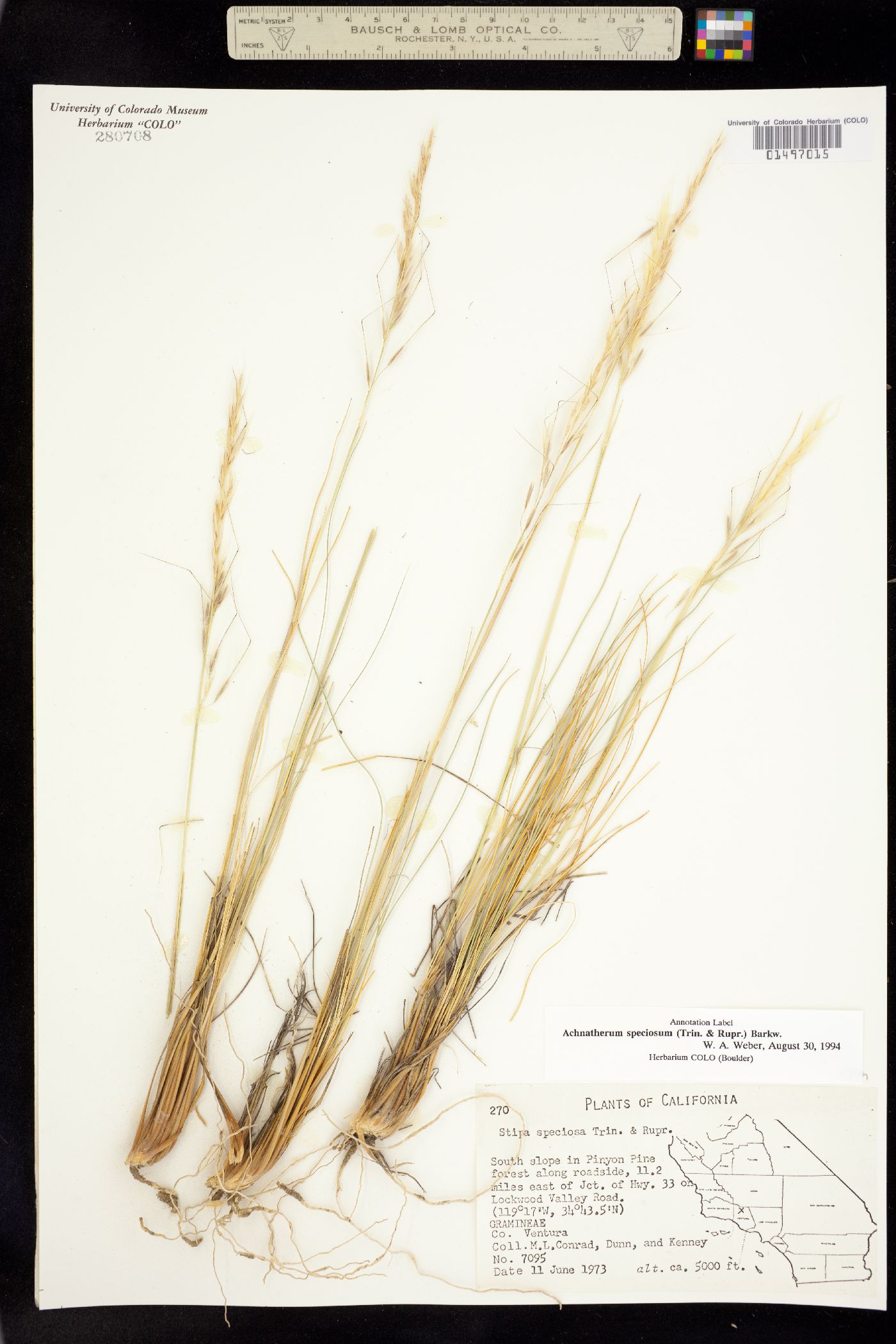 Pappostipa speciosa image