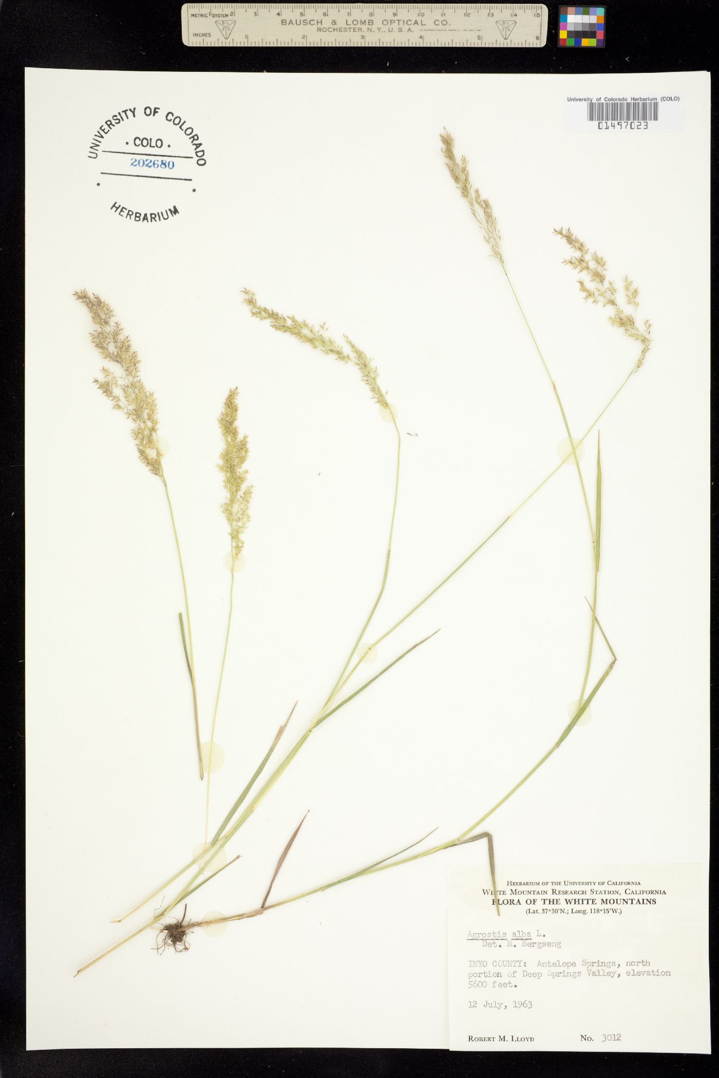 Agrostis gigantea image