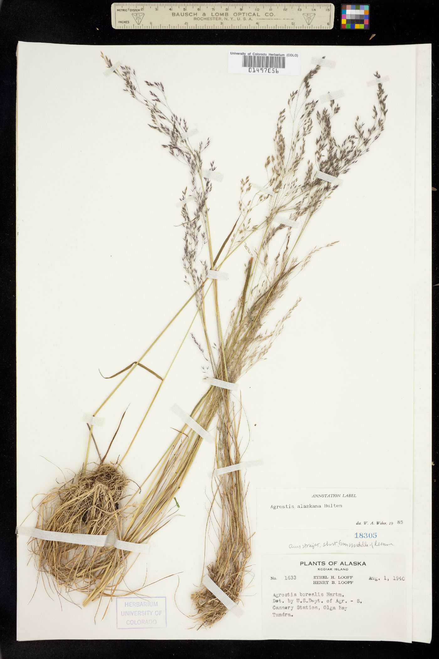 Agrostis exarata image