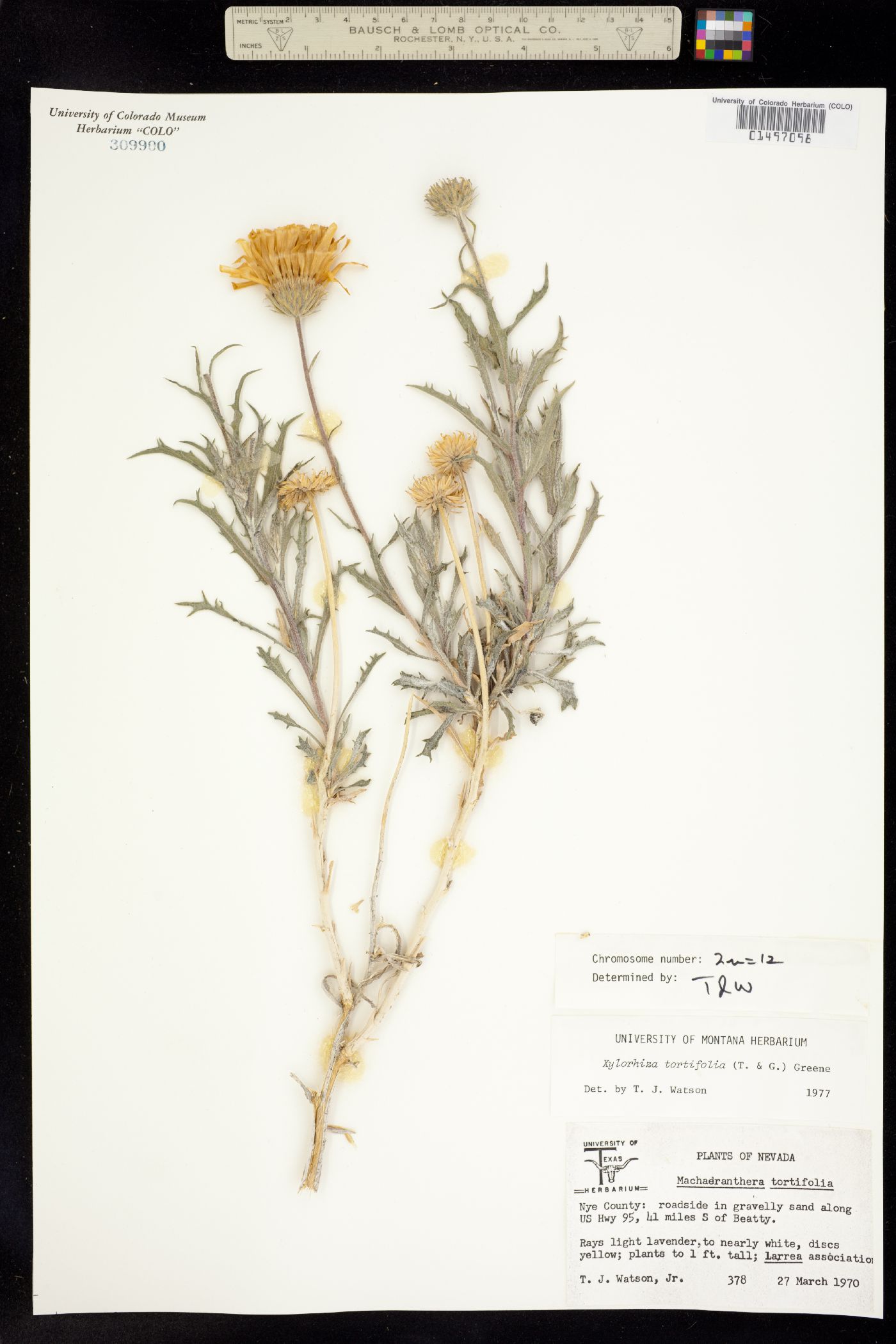 Xylorhiza tortifolia image