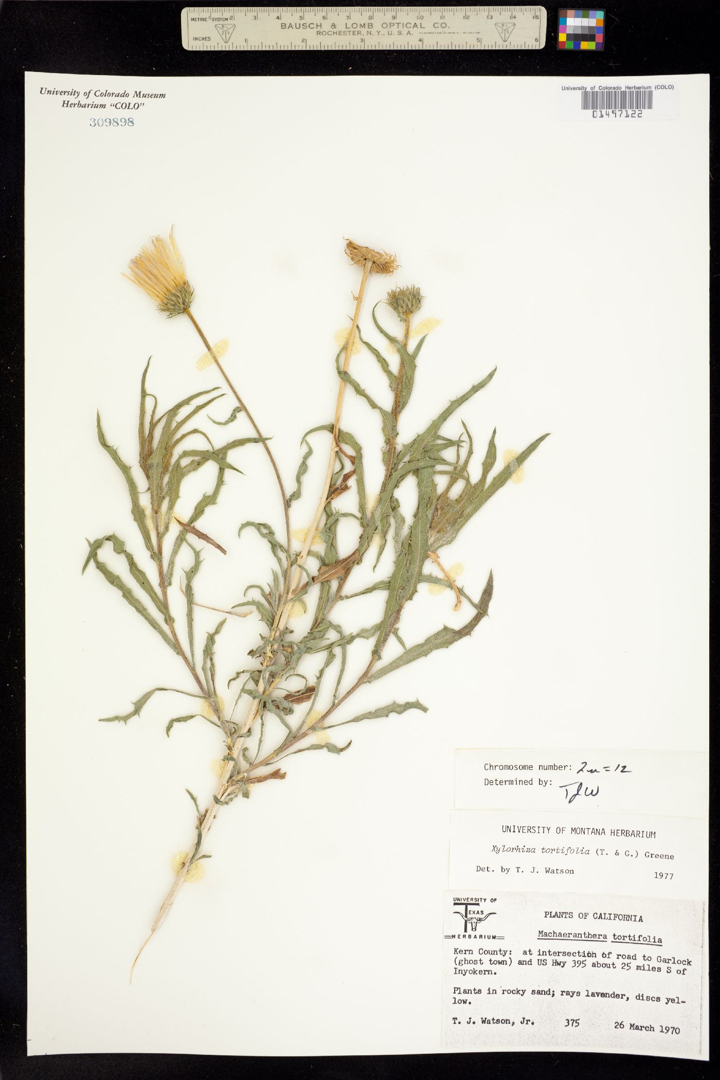Xylorhiza tortifolia image