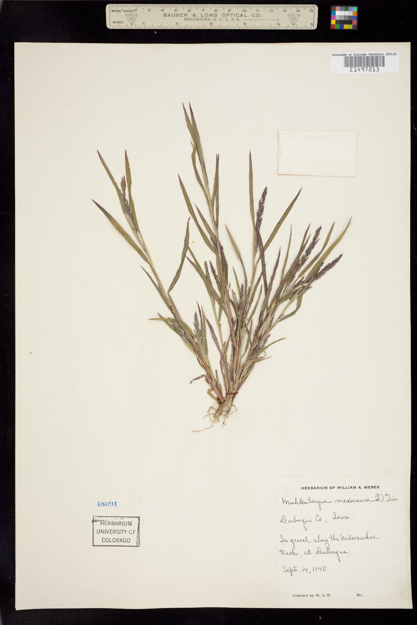 Muhlenbergia mexicana image