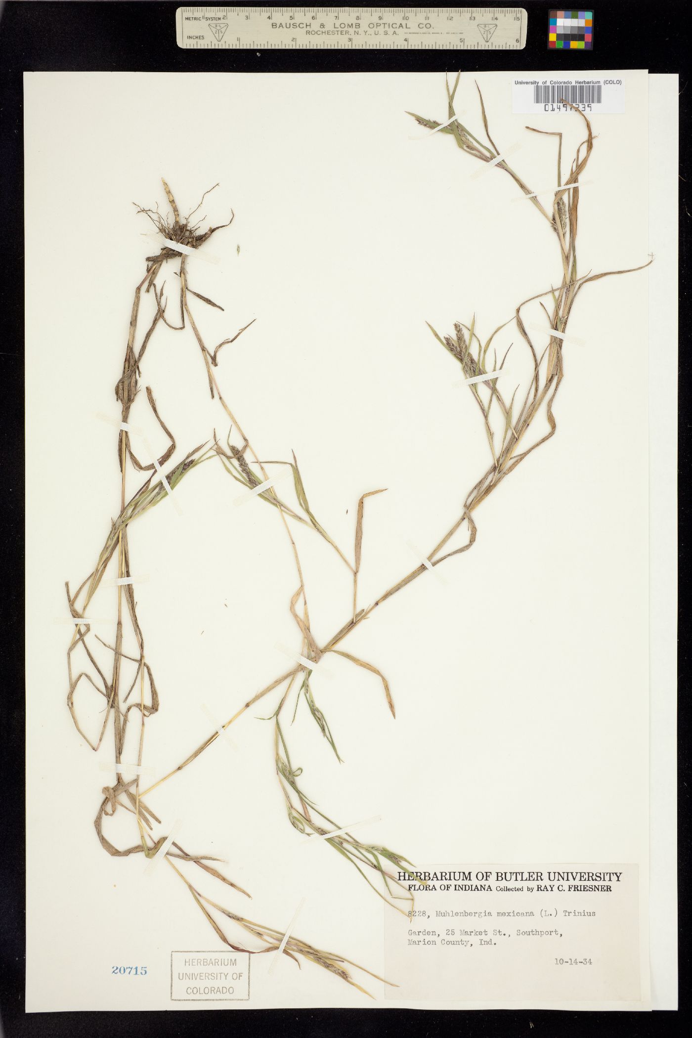 Muhlenbergia mexicana image