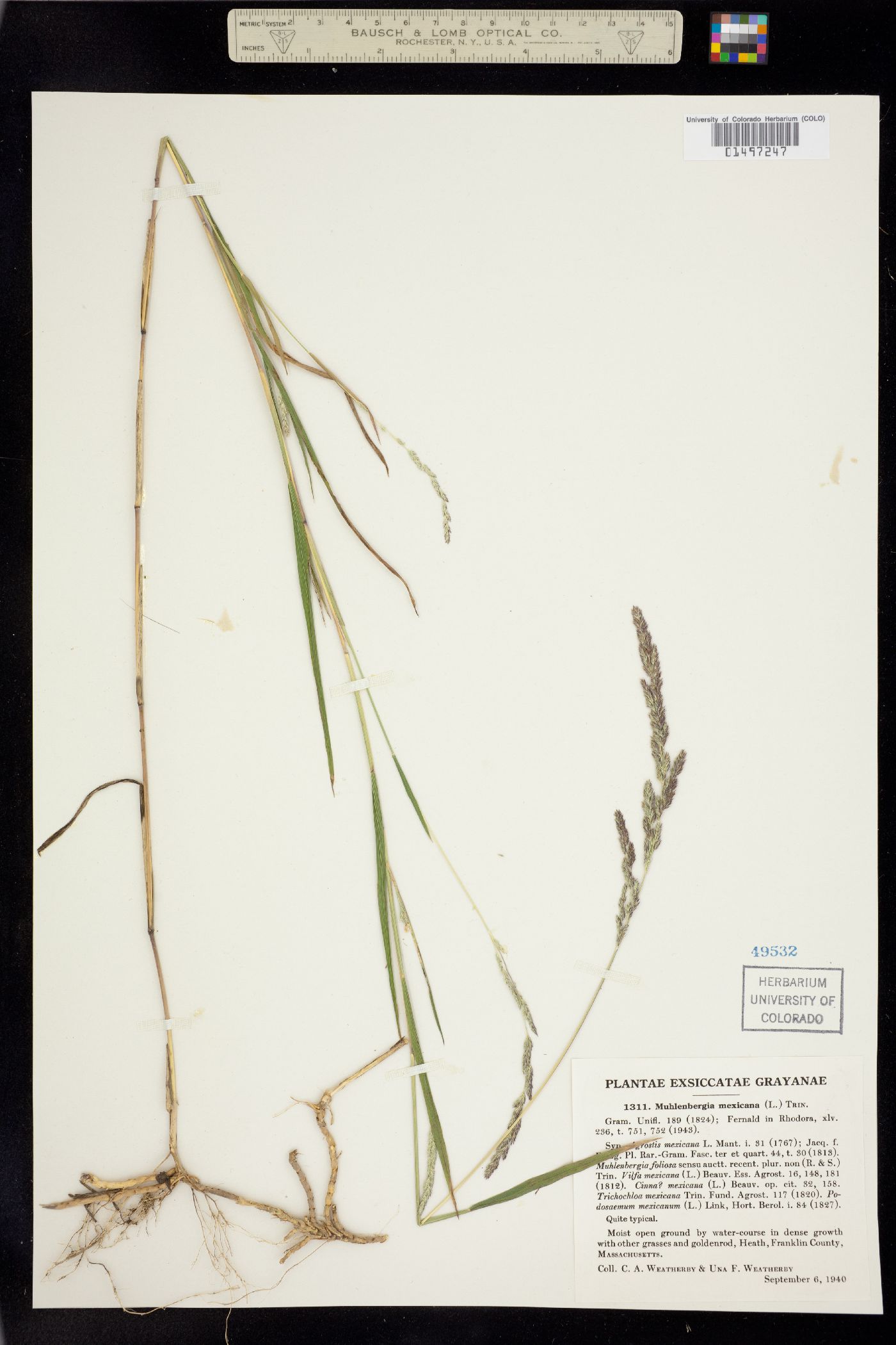 Muhlenbergia mexicana image