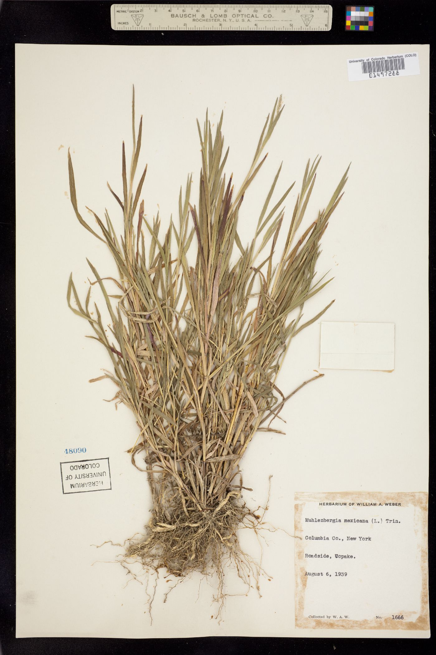 Muhlenbergia mexicana image