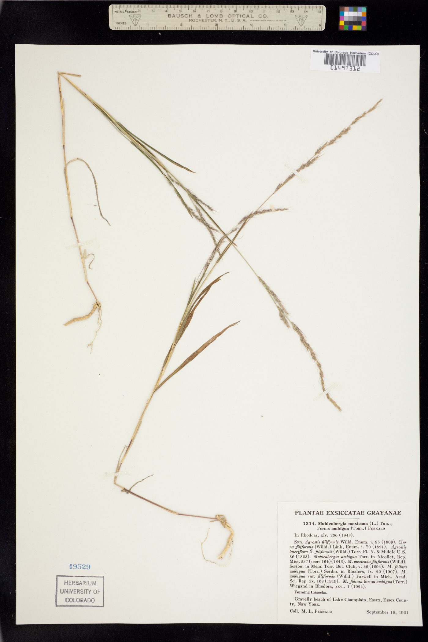 Muhlenbergia mexicana image