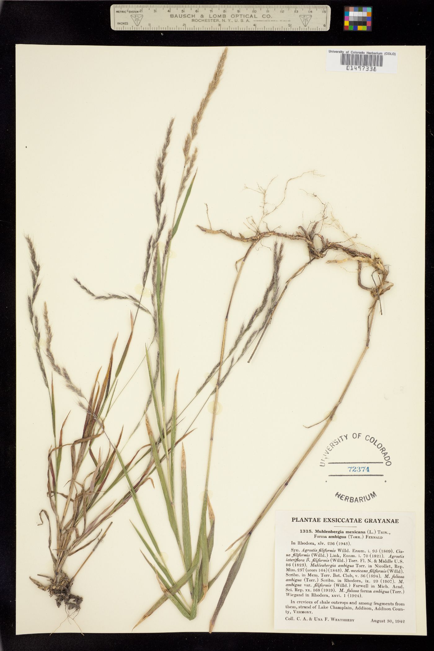 Muhlenbergia mexicana image