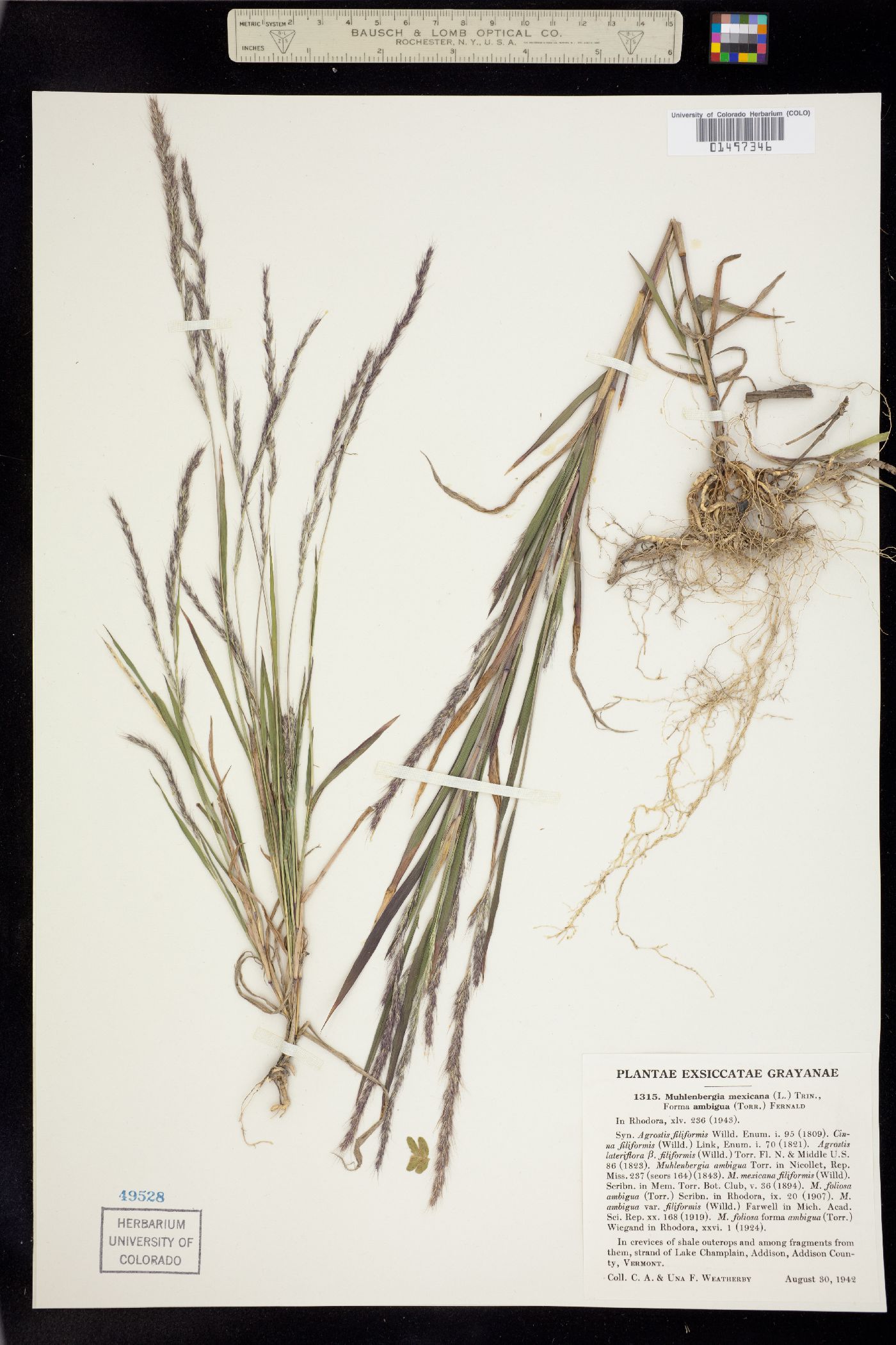 Muhlenbergia mexicana image