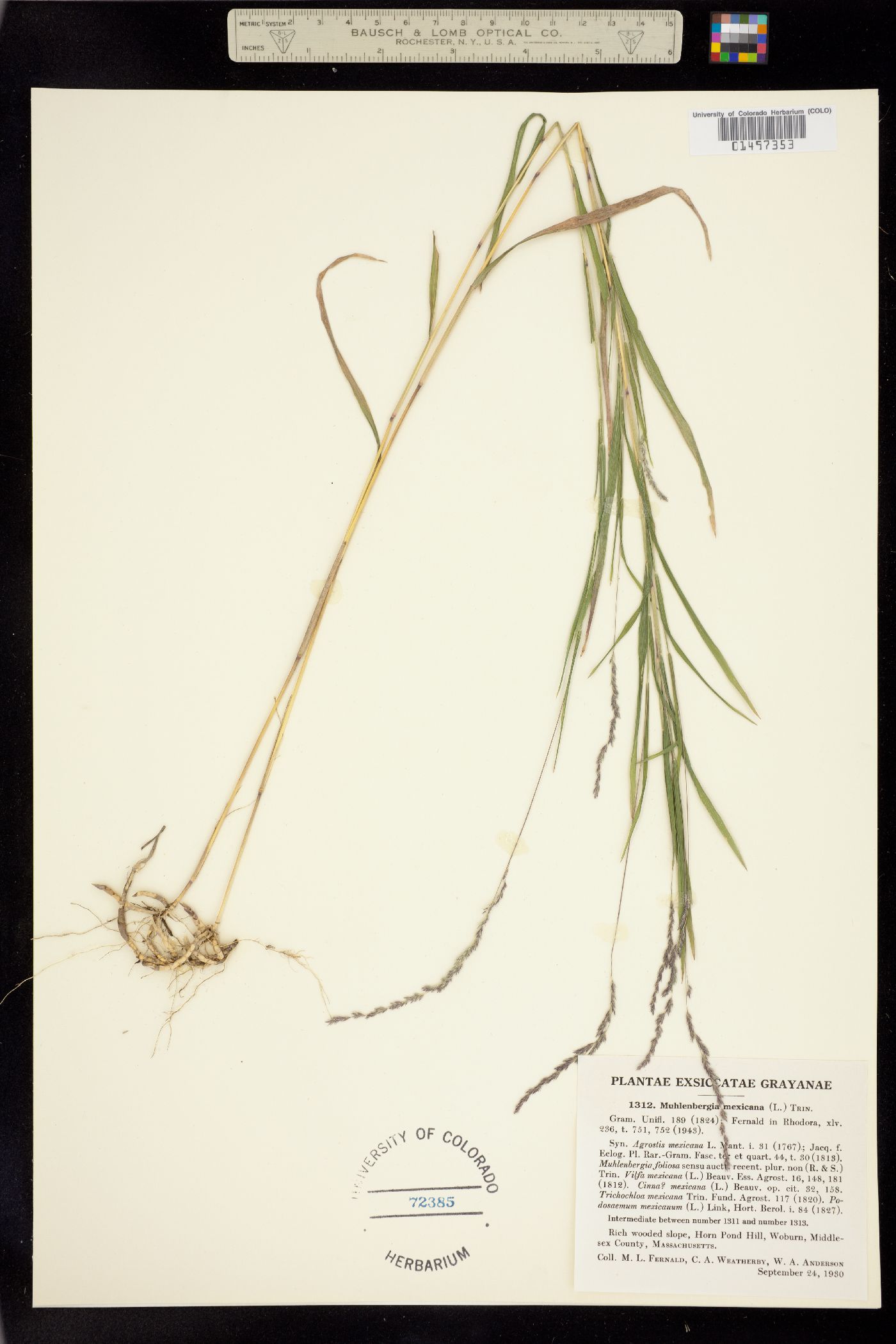 Muhlenbergia mexicana image