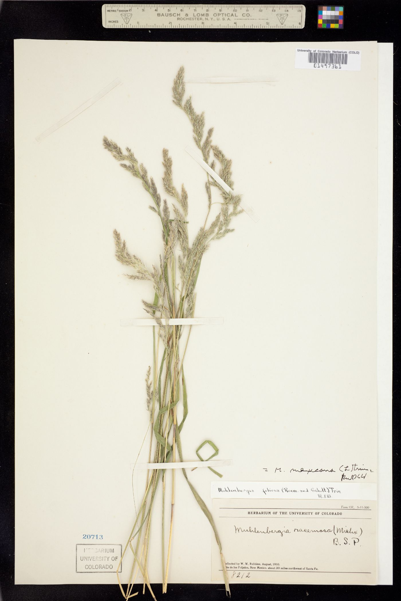 Muhlenbergia mexicana image