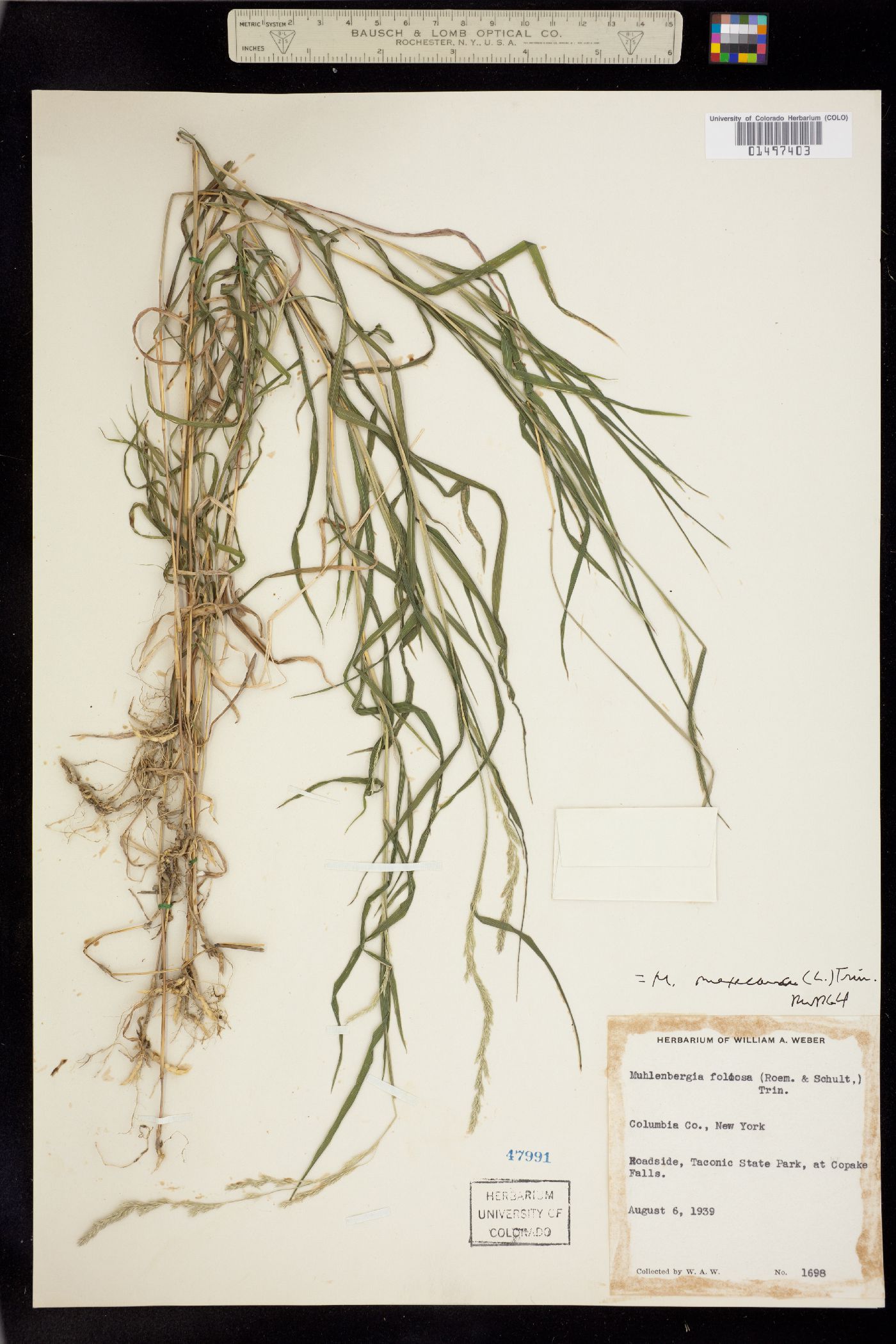 Muhlenbergia mexicana image