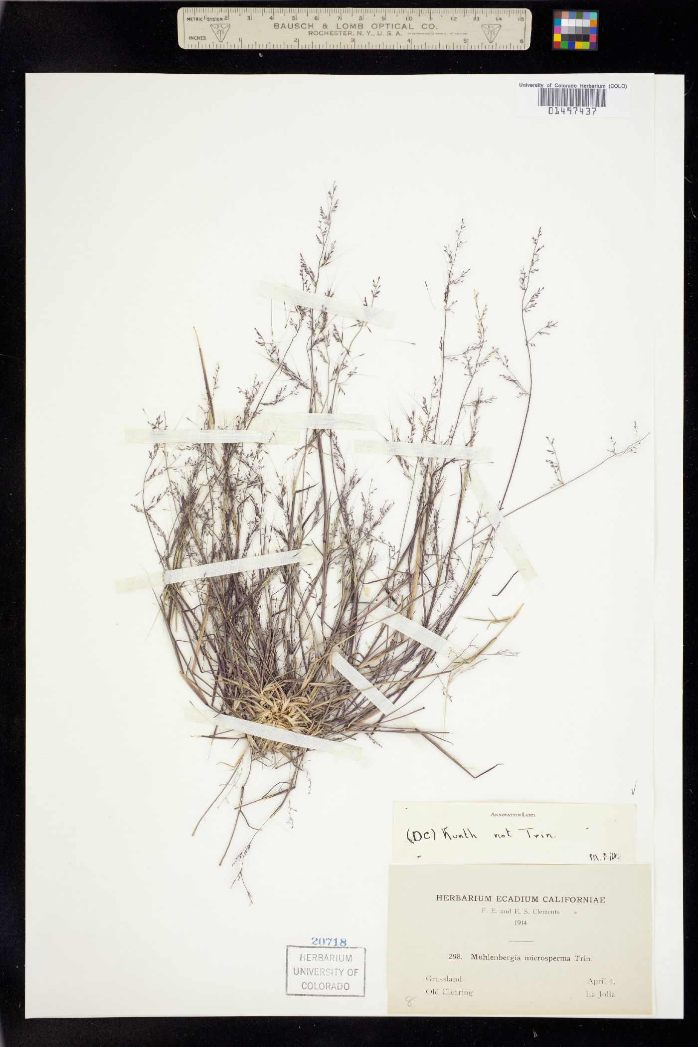 Muhlenbergia microsperma image