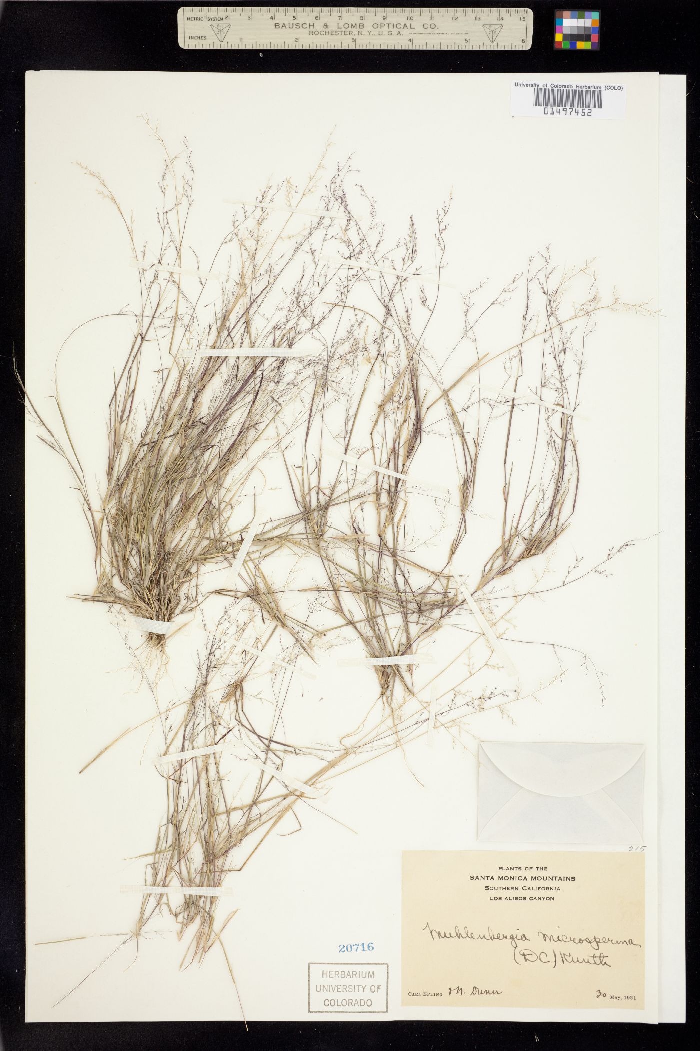 Muhlenbergia microsperma image