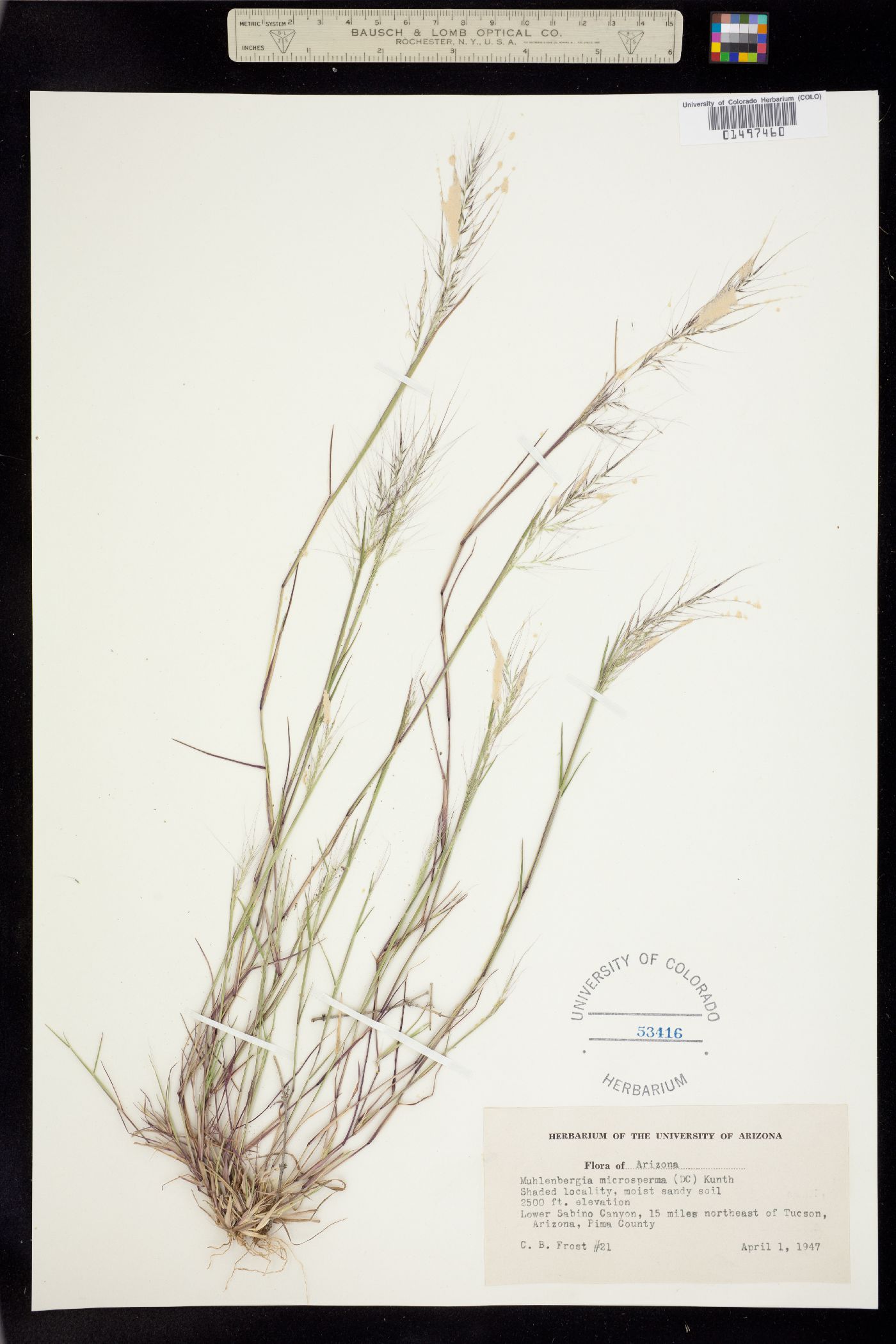 Muhlenbergia microsperma image