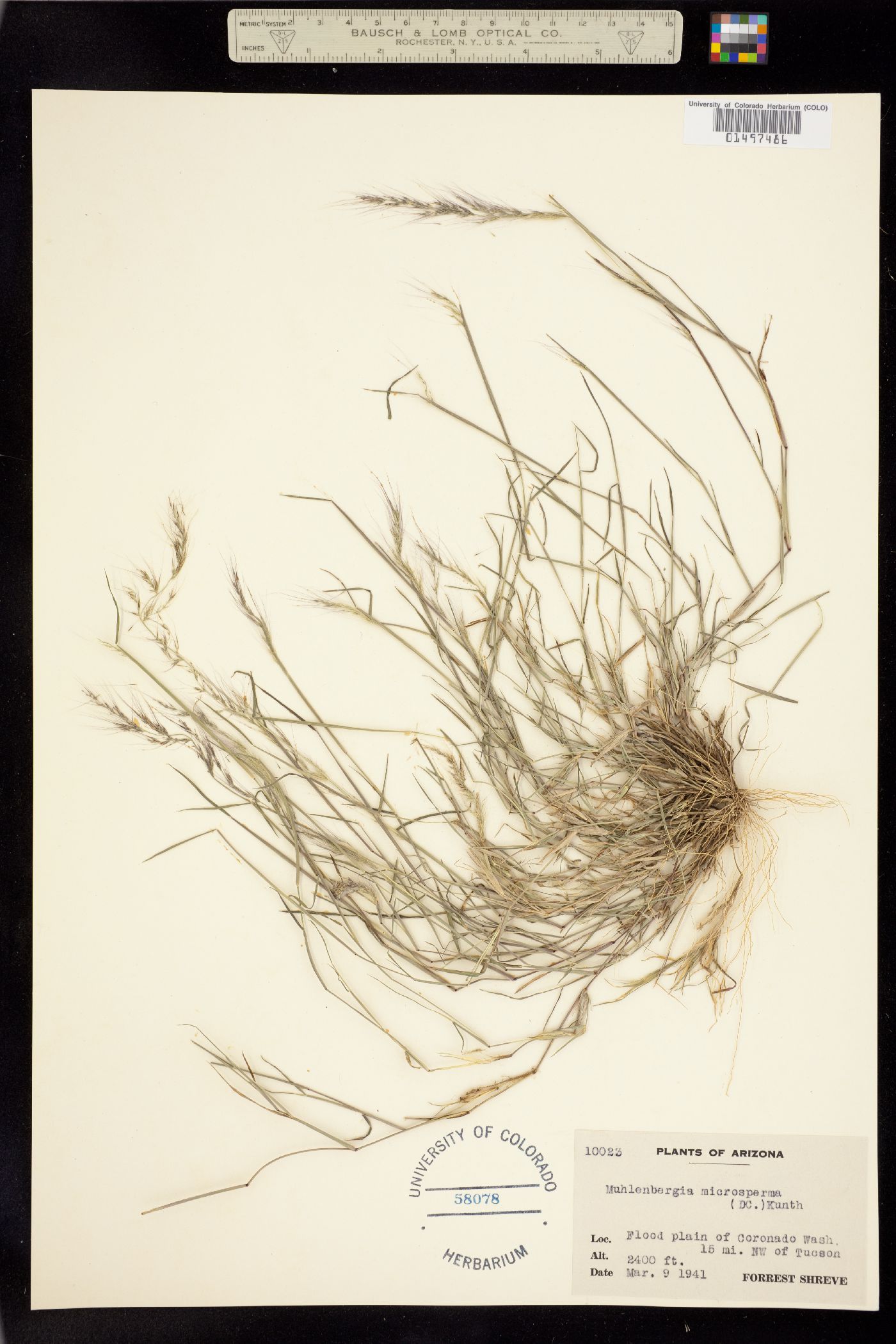 Muhlenbergia microsperma image