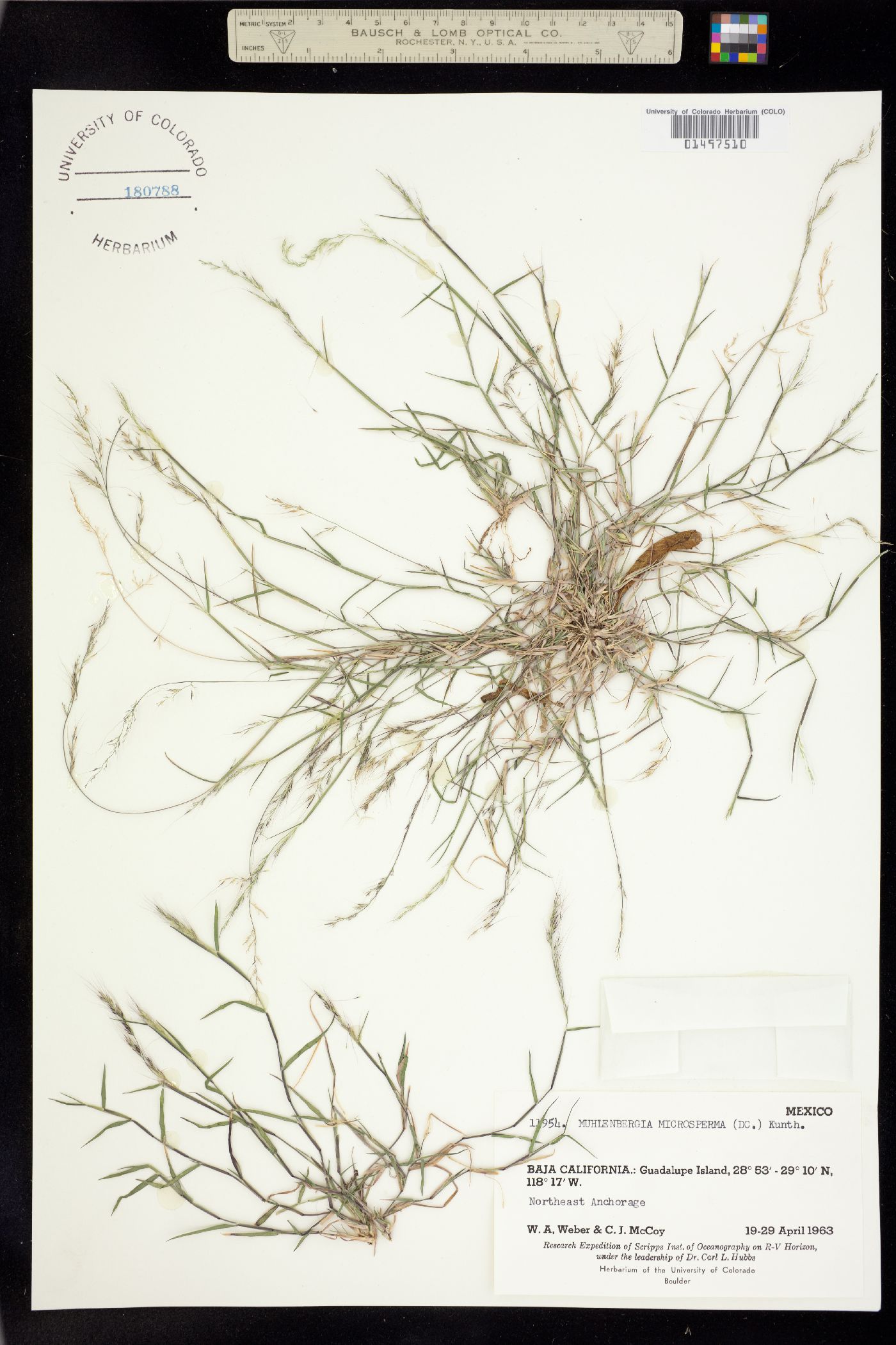 Muhlenbergia microsperma image
