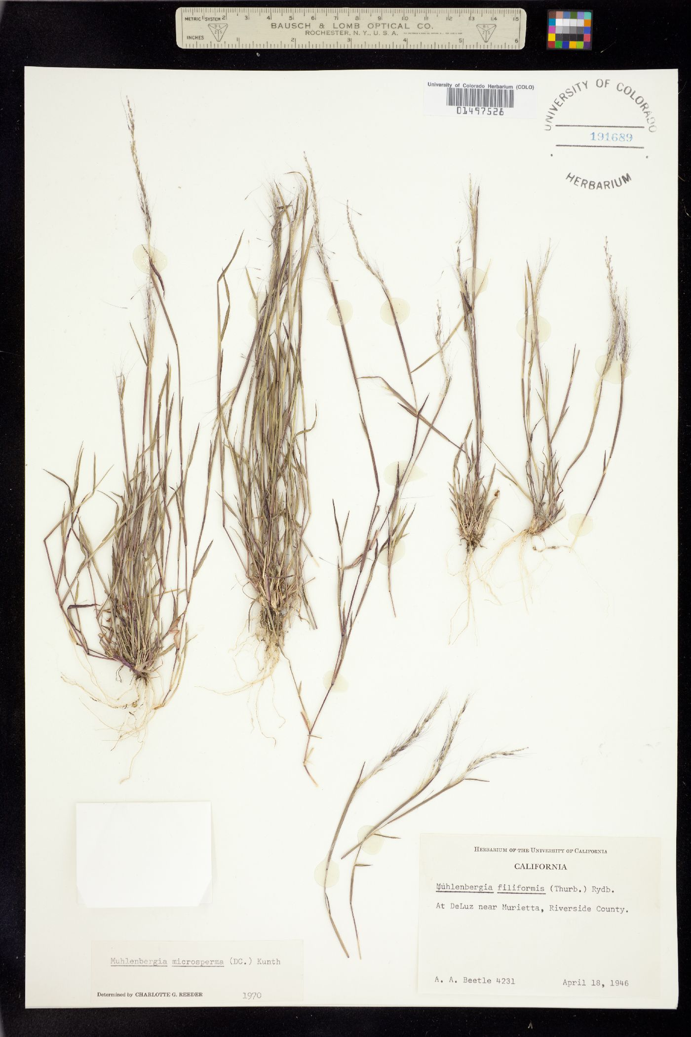 Muhlenbergia image