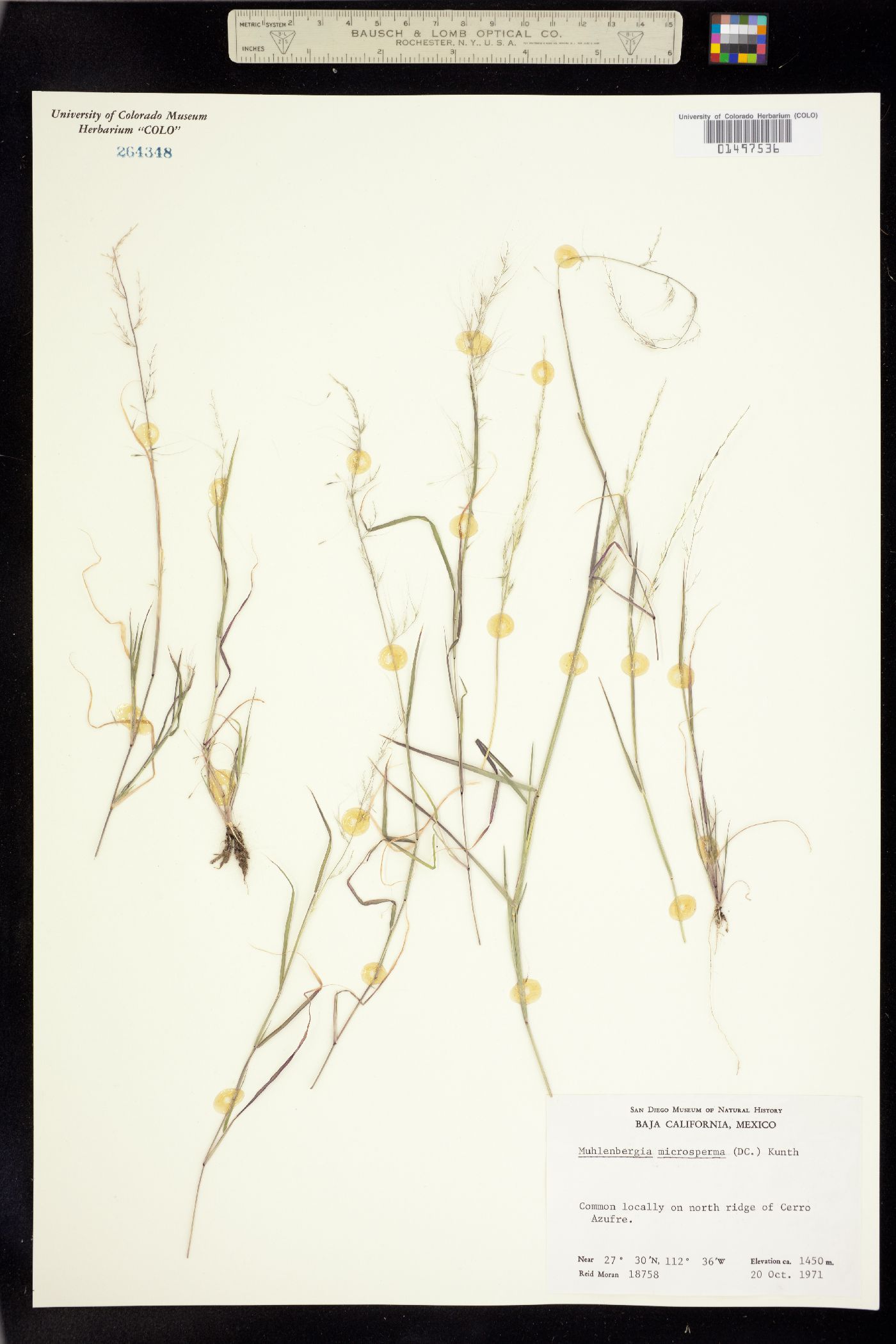 Muhlenbergia microsperma image