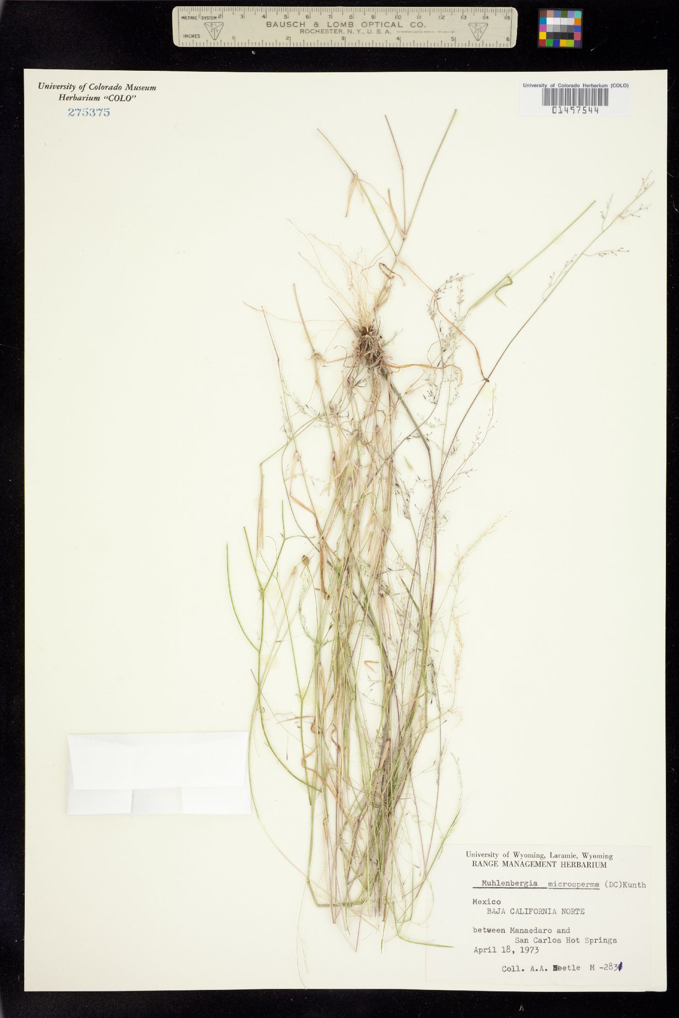 Muhlenbergia microsperma image