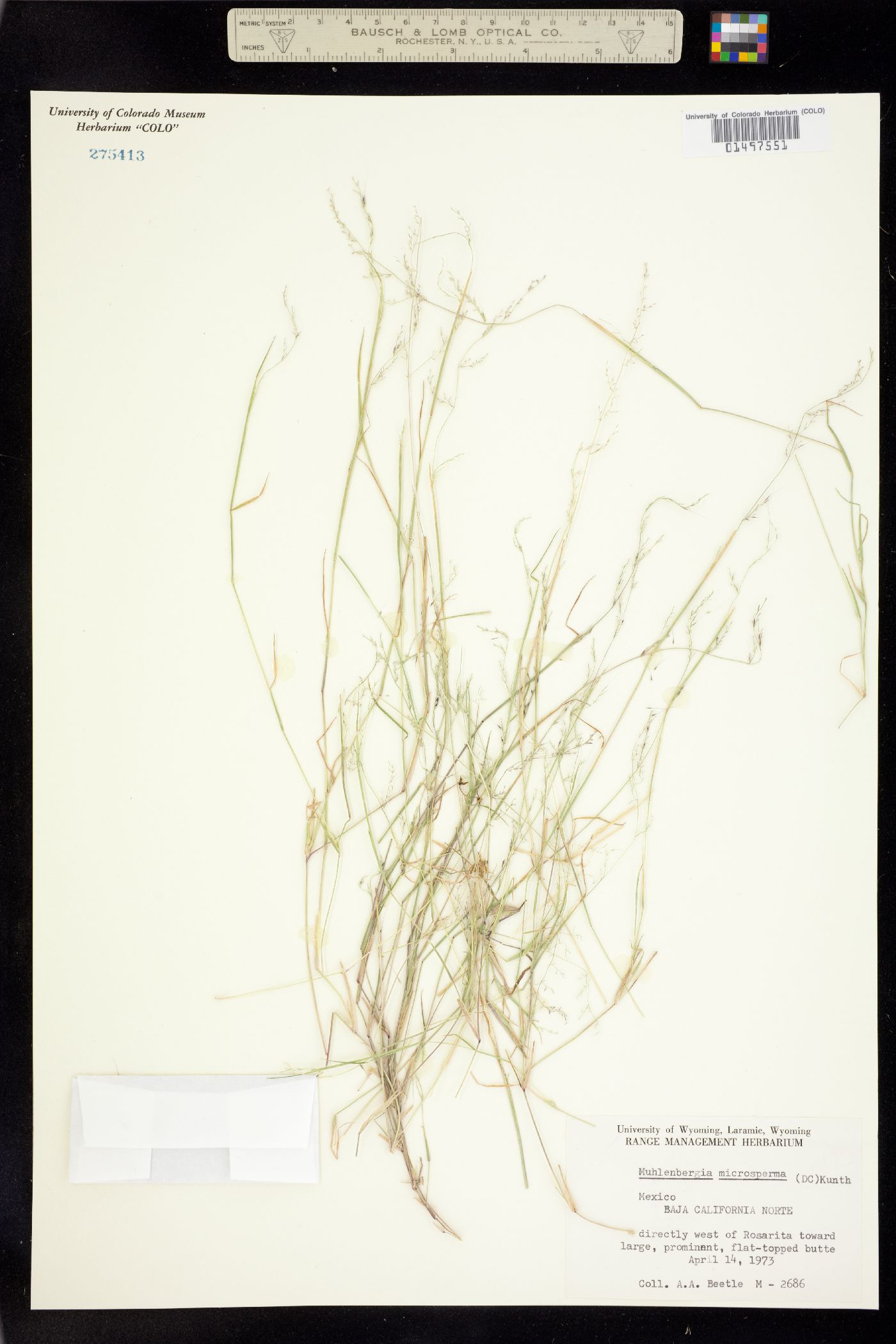 Muhlenbergia microsperma image