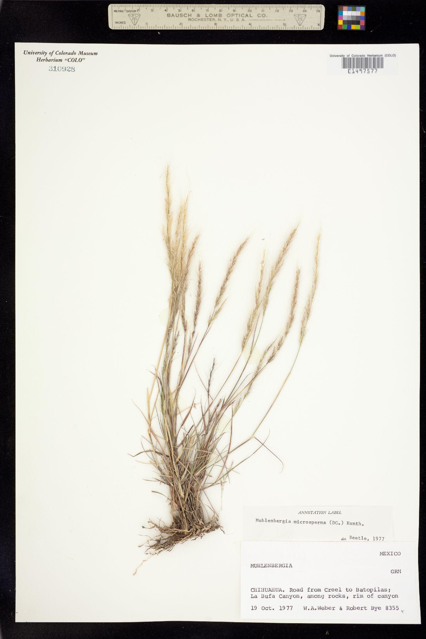 Muhlenbergia microsperma image