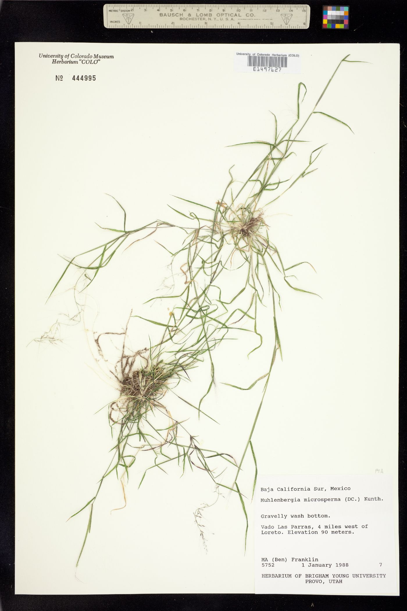 Muhlenbergia microsperma image