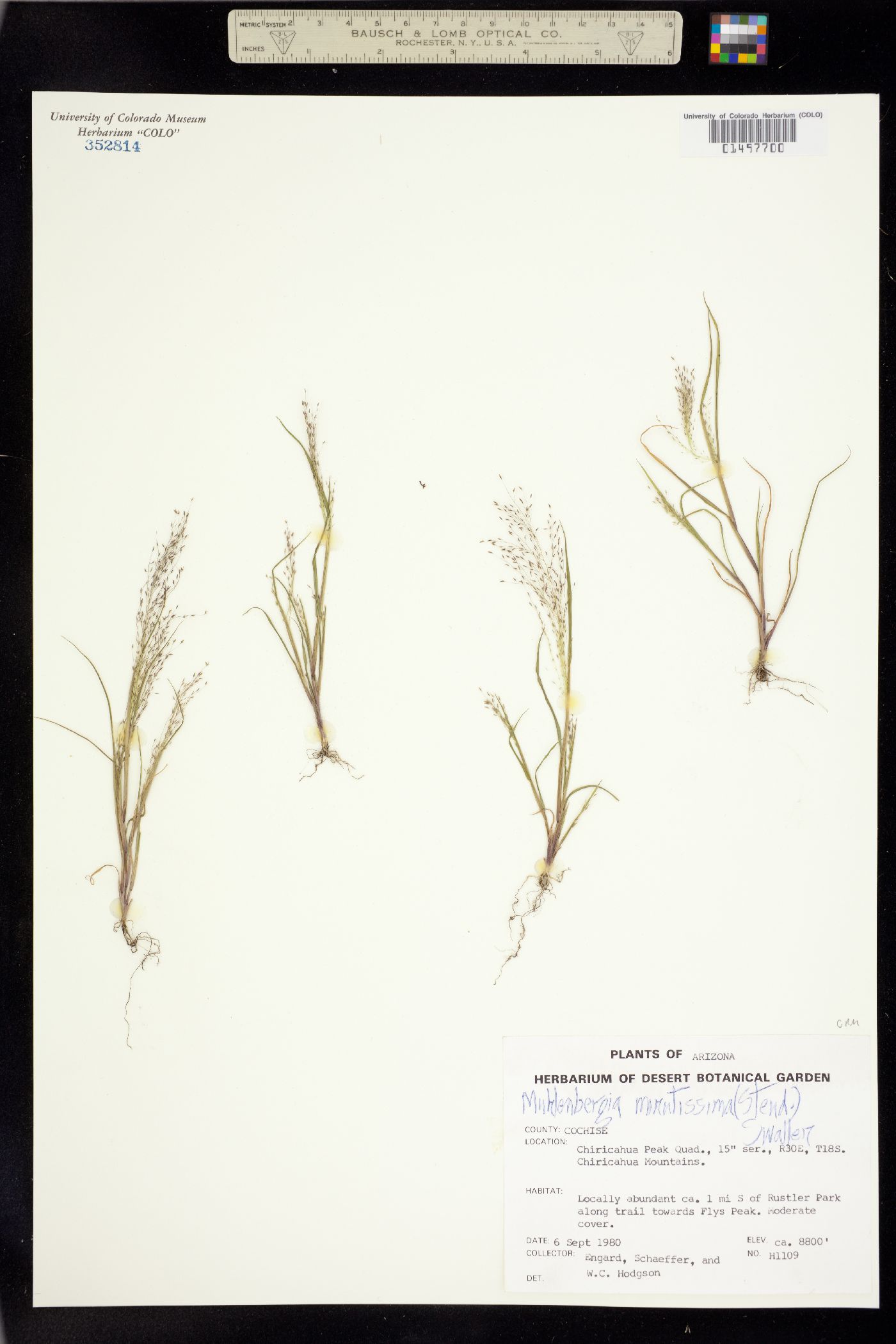 Muhlenbergia minutissima image