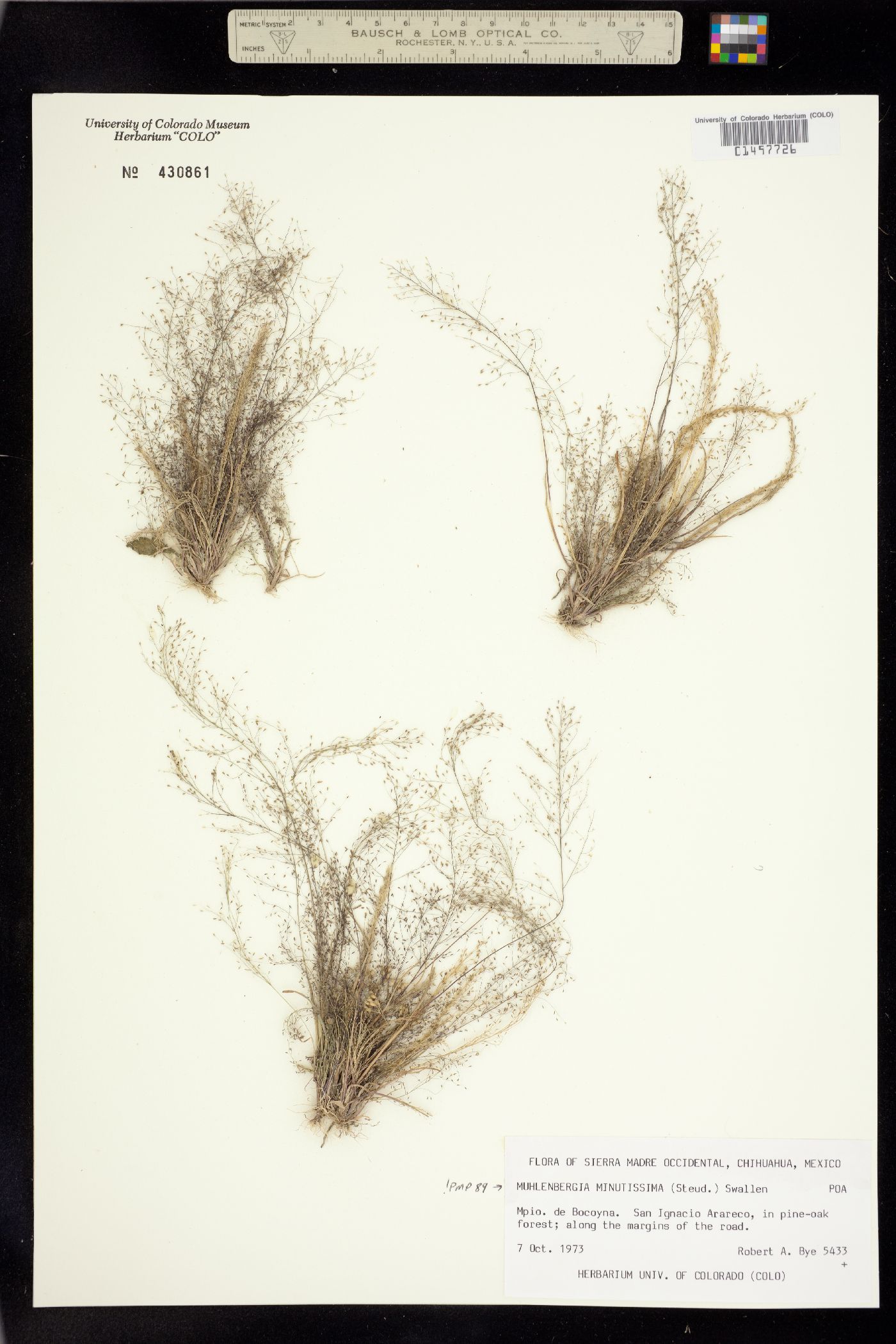 Muhlenbergia image