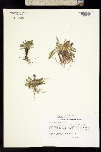 Taraxacum pumilum image