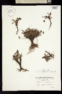 Image of Taraxacum holmenianum