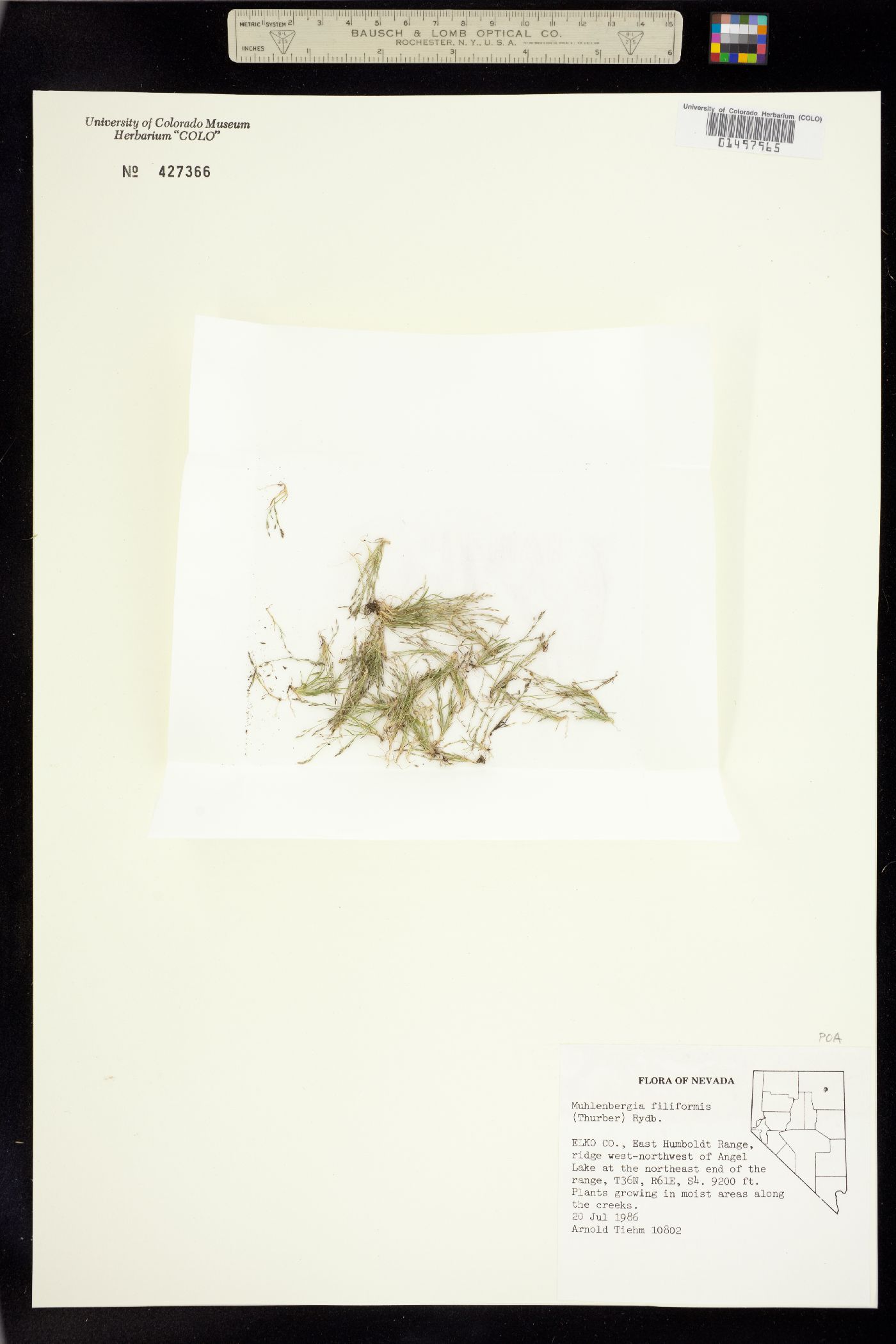 Muhlenbergia image